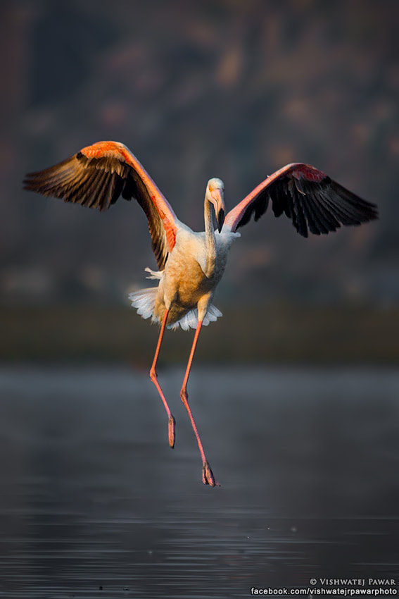 Sigma 150-500mm F5-6.3 DG OS HSM sample photo. Wings of fire - ii photography