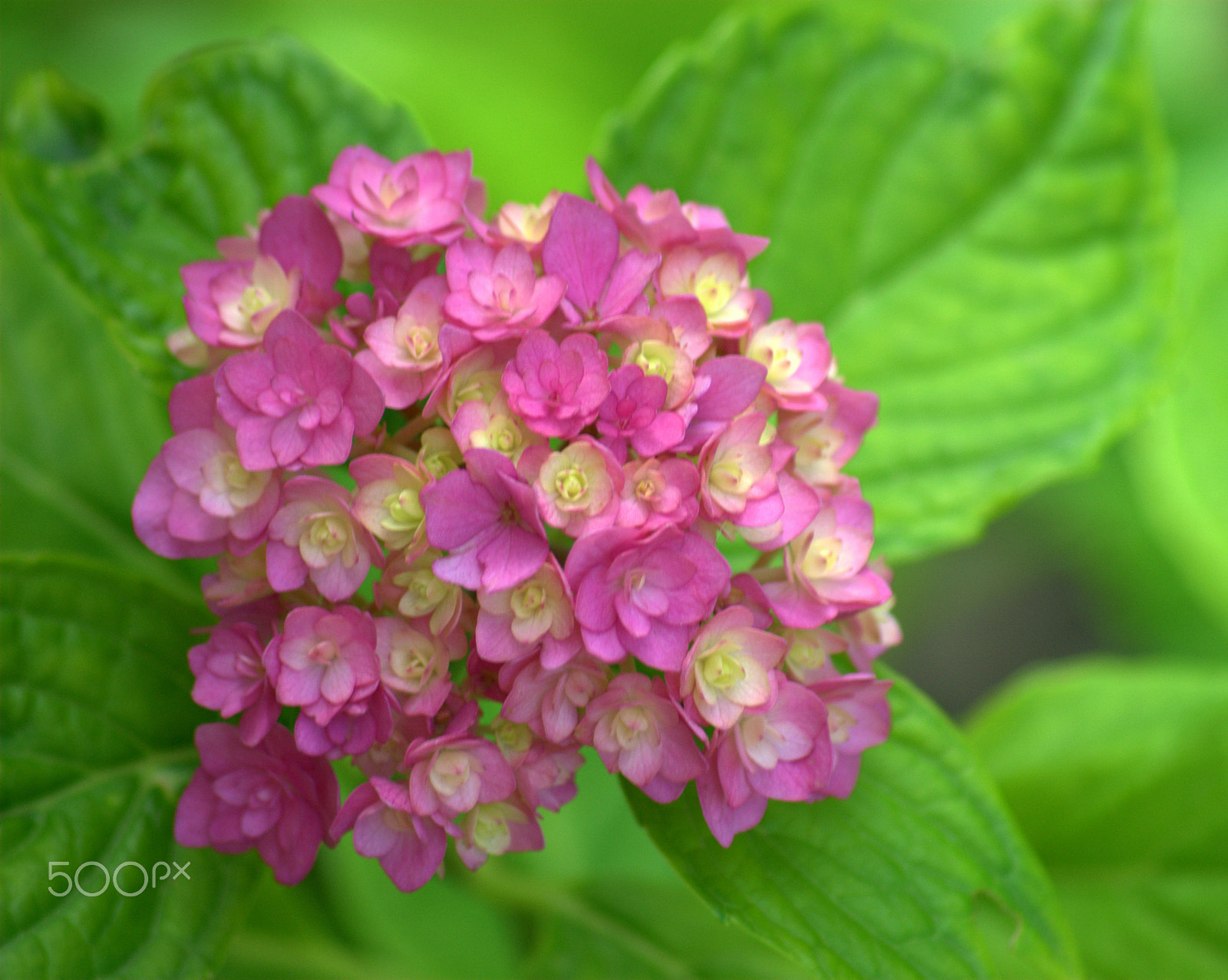 Sigma 70-300mm F4-5.6 APO DG Macro sample photo. Hydrangea flower photography