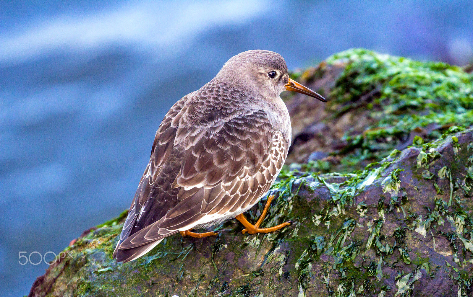 Canon EOS 60D sample photo. Purple sandpiper photography