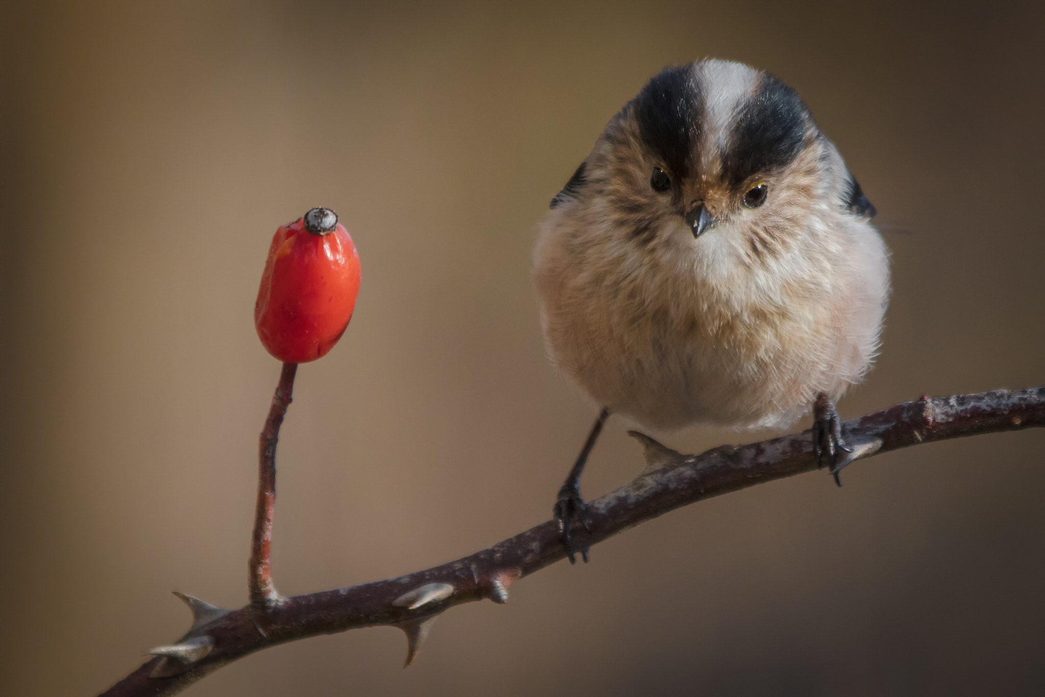 Canon EOS 5DS R + Canon EF 70-200mm F2.8L IS II USM sample photo. Thoughts of a long-tailed tit photography