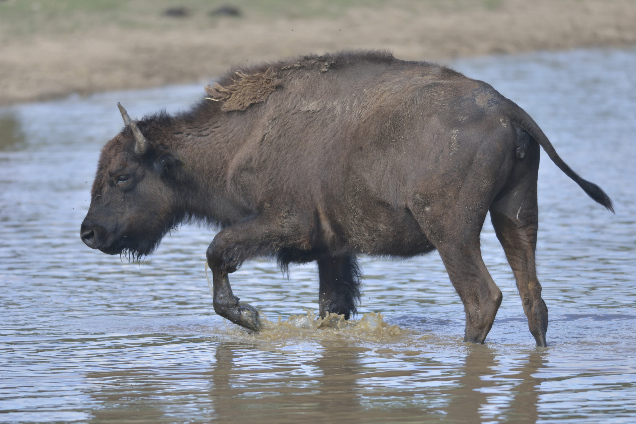 Nikon AF-S Nikkor 300mm F4D ED-IF sample photo. Bison photography