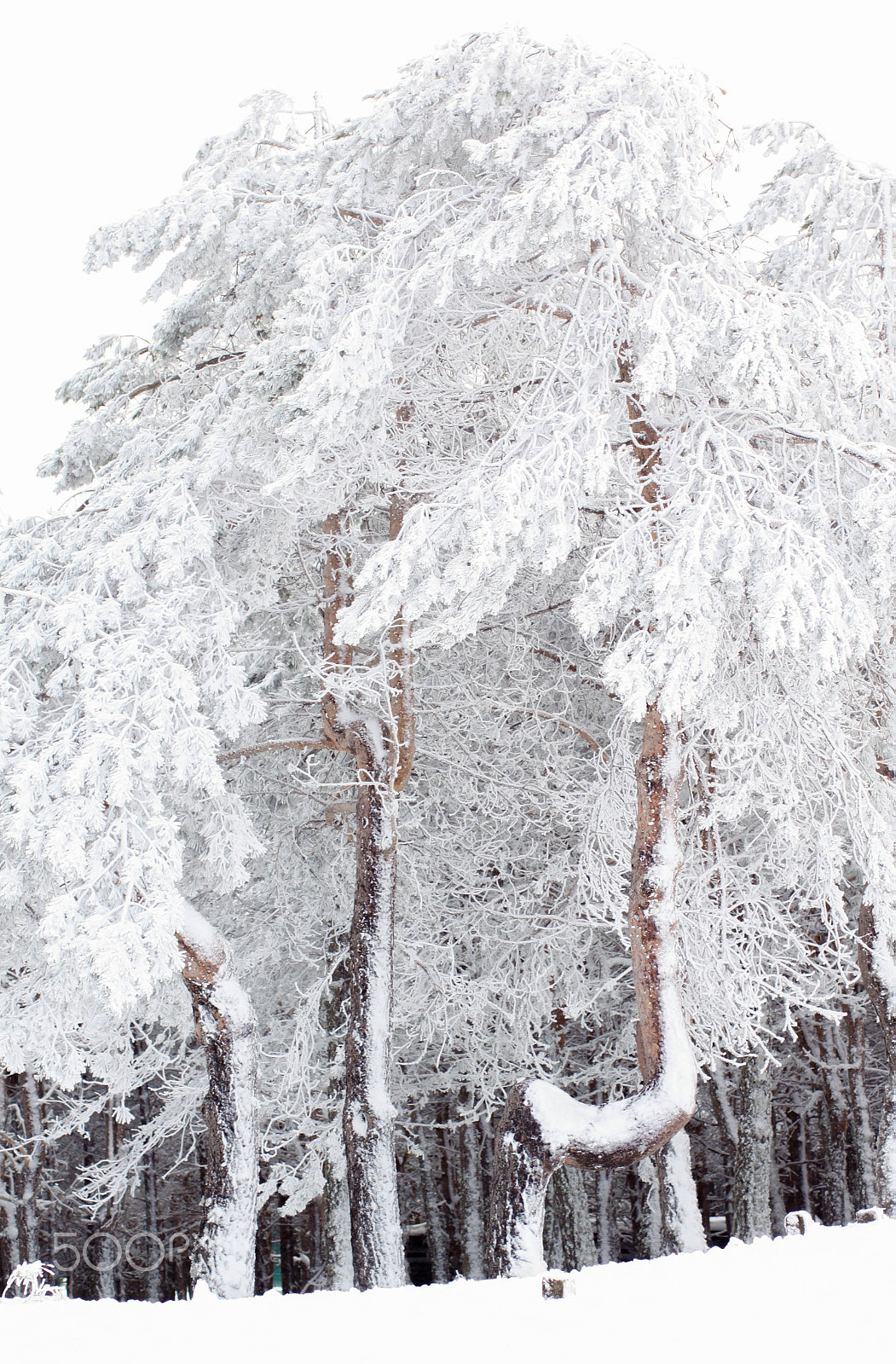 Canon EOS 500D (EOS Rebel T1i / EOS Kiss X3) sample photo. Winter snowy day photography