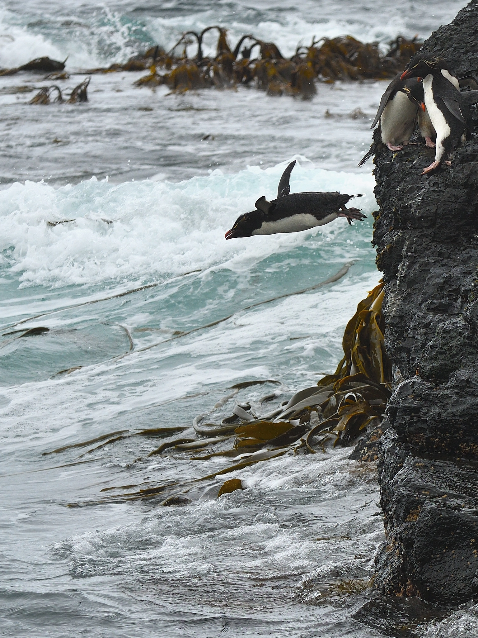 Nikon D500 sample photo. Cliff-diving photography