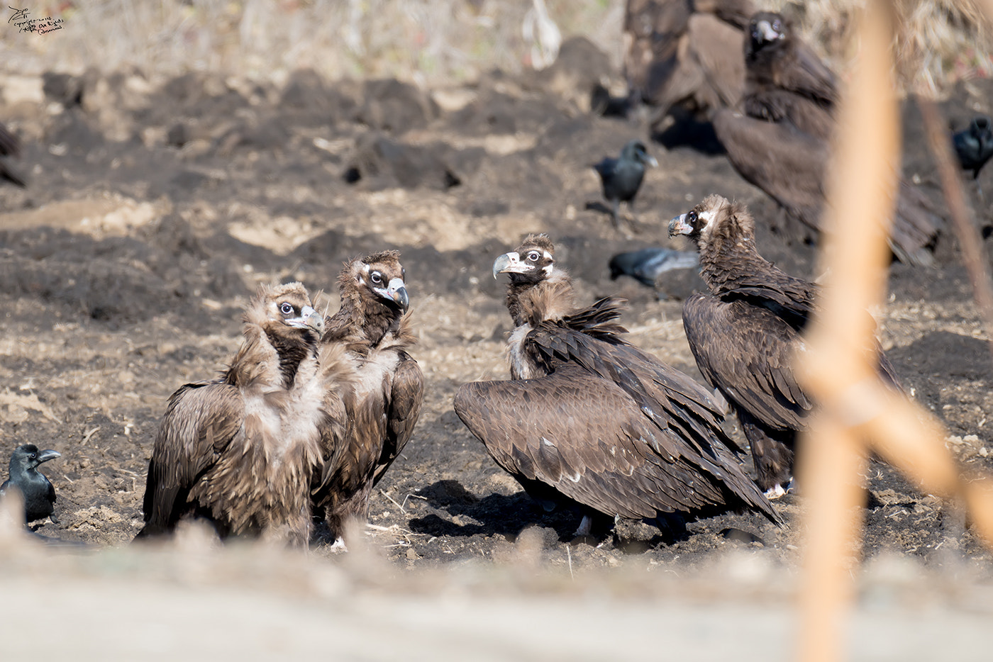 Nikon AF-S Nikkor 200-500mm F5.6E ED VR sample photo. Eagles photography