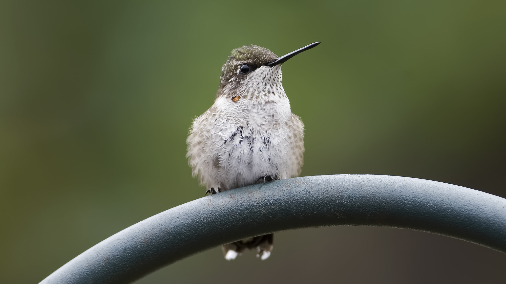 Nikon D7100 sample photo. Young and fluffy photography