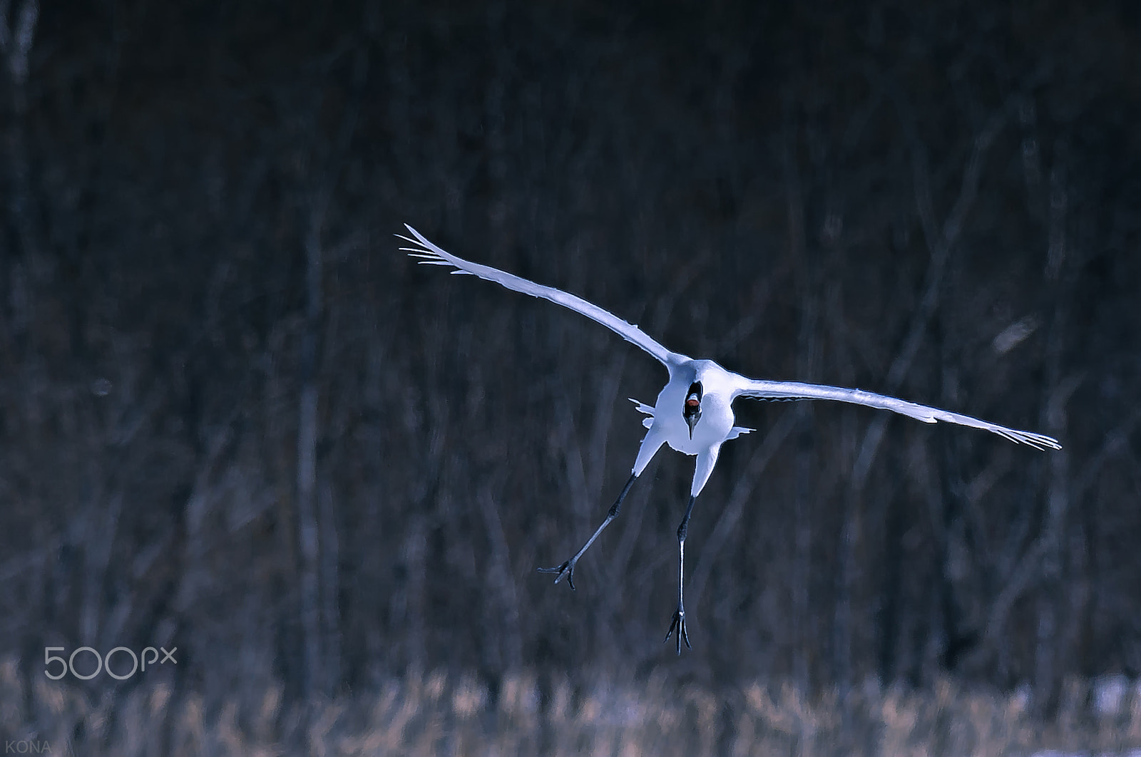 Nikon AF-S Nikkor 400mm F2.8G ED VR II sample photo. Tantyou photography