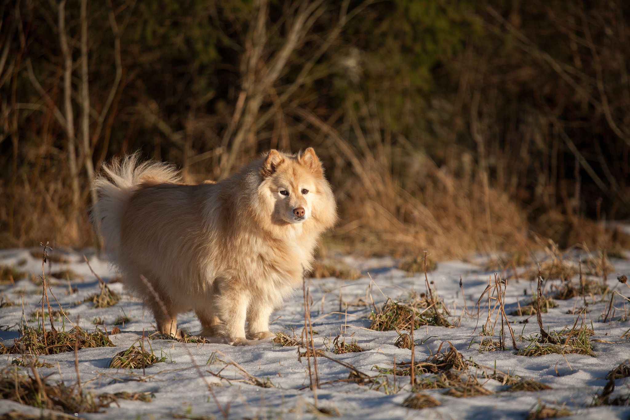 Canon EOS 5D + Canon EF 70-200mm F4L IS USM sample photo. Lapphund photography