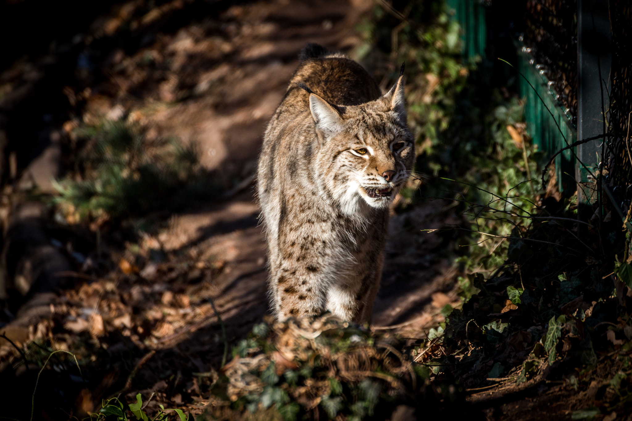 Canon EOS 100D (EOS Rebel SL1 / EOS Kiss X7) sample photo. Lynx at zoo nuremberg photography
