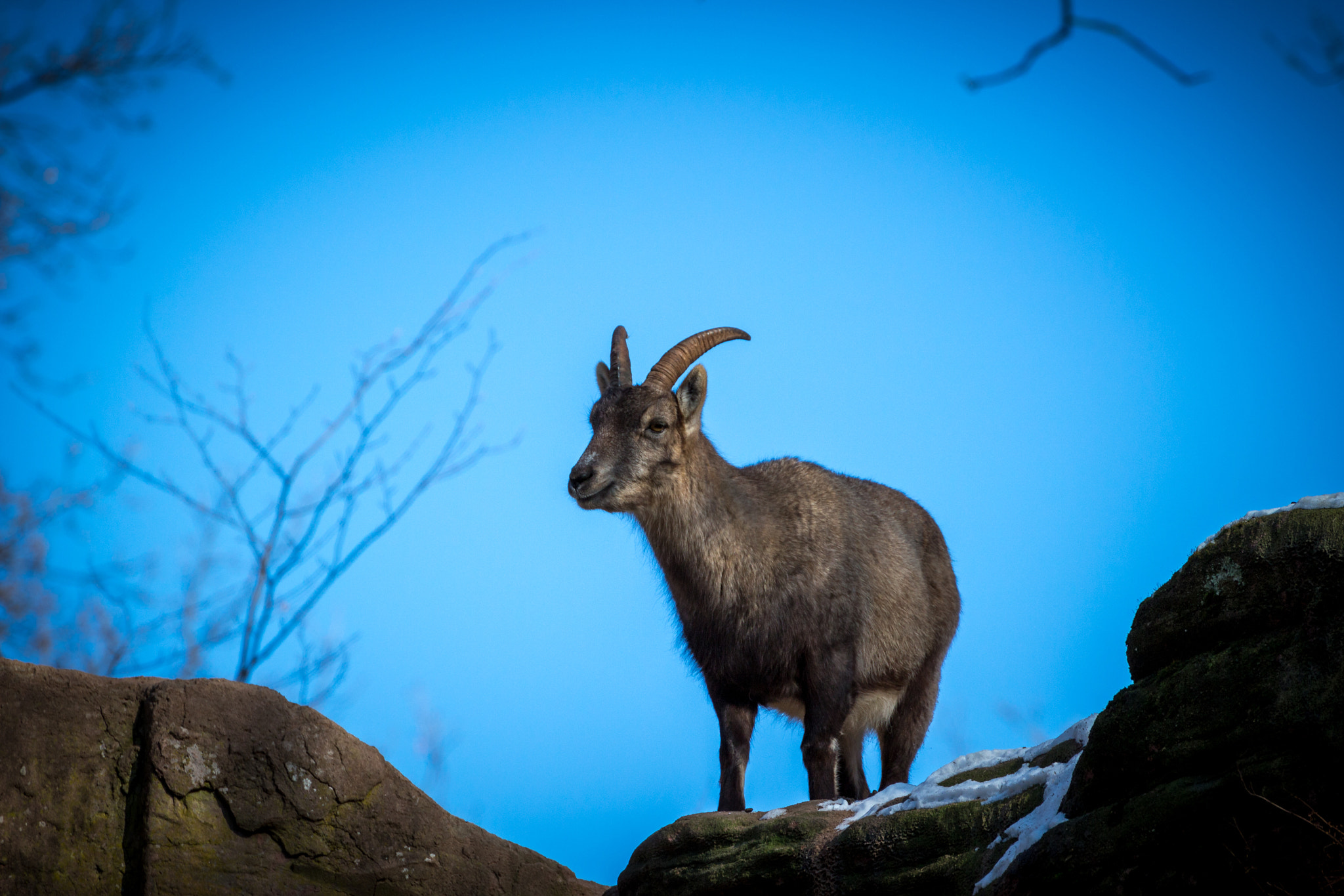 Canon EOS 100D (EOS Rebel SL1 / EOS Kiss X7) sample photo. Alpine iprex zoo nuremberg photography