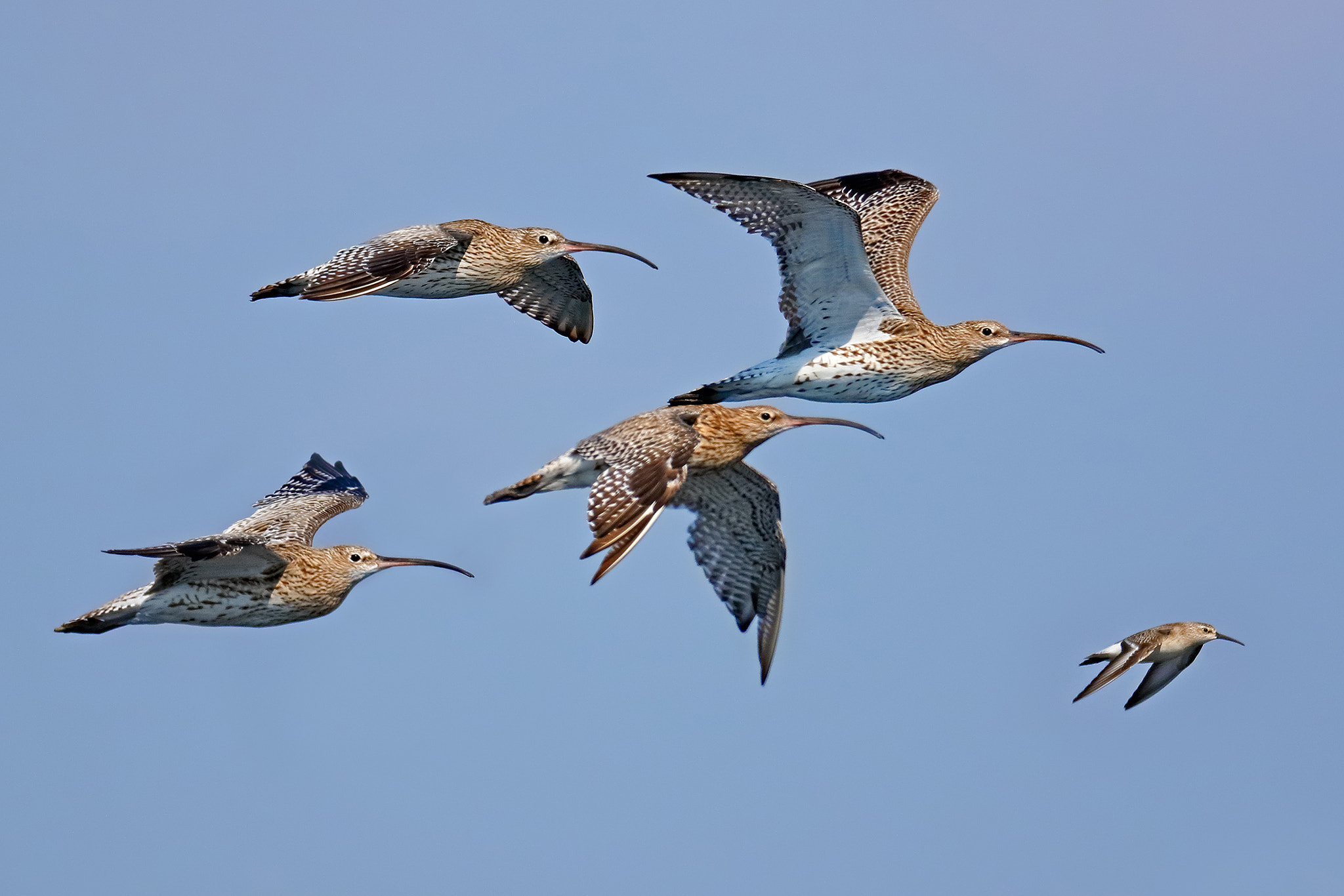 Canon EF 500mm F4L IS II USM sample photo. Eurasian curlews photography