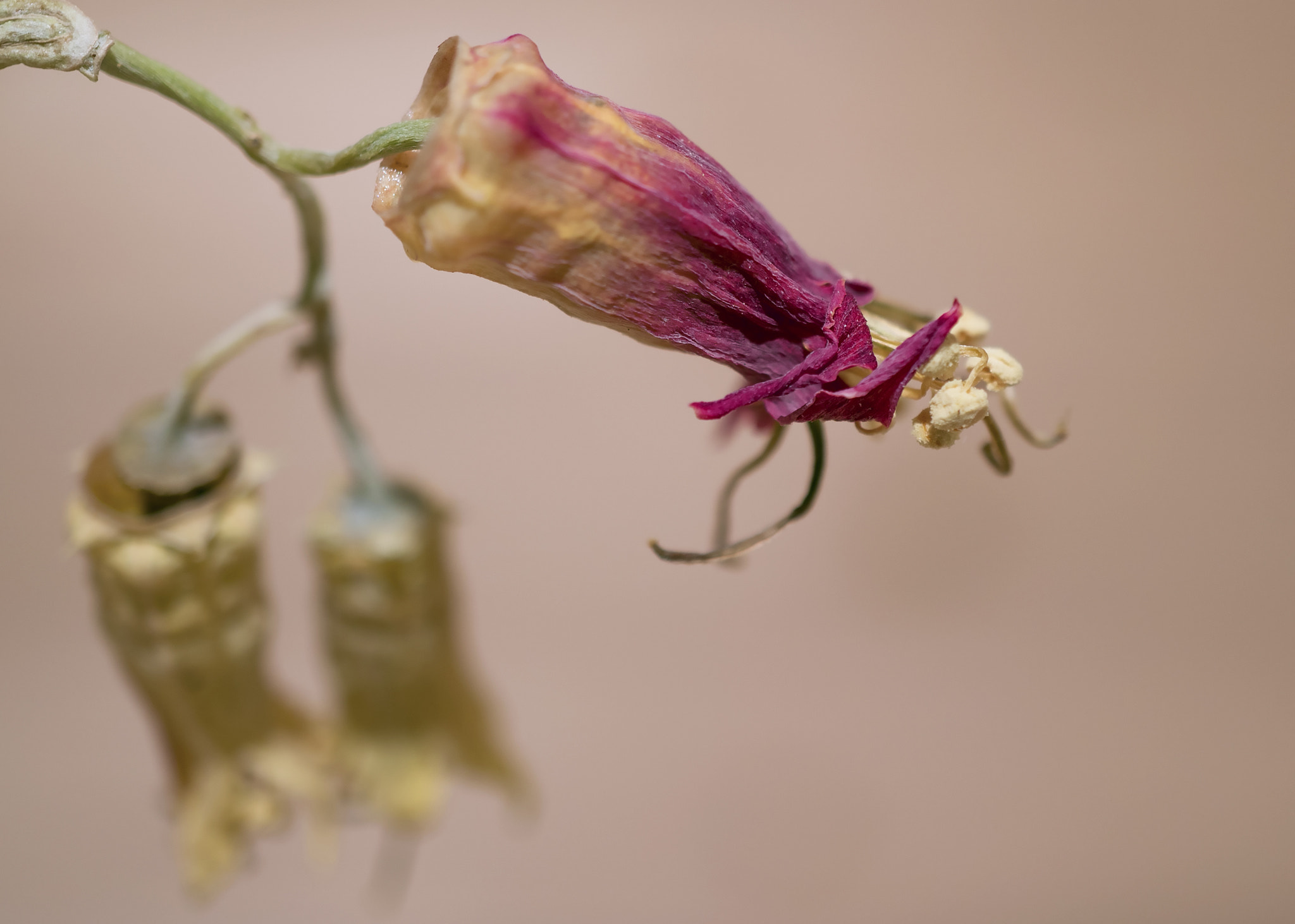 Sony a7R II + Sony E 30mm F3.5 Macro sample photo. Another pomegranate flower photography