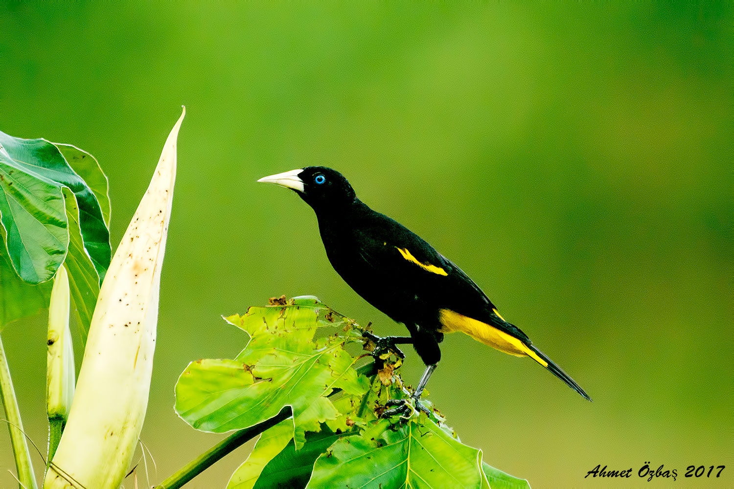 Nikon AF-S Nikkor 200-500mm F5.6E ED VR sample photo. Yellow rumped cacıque (amazonlardan) photography