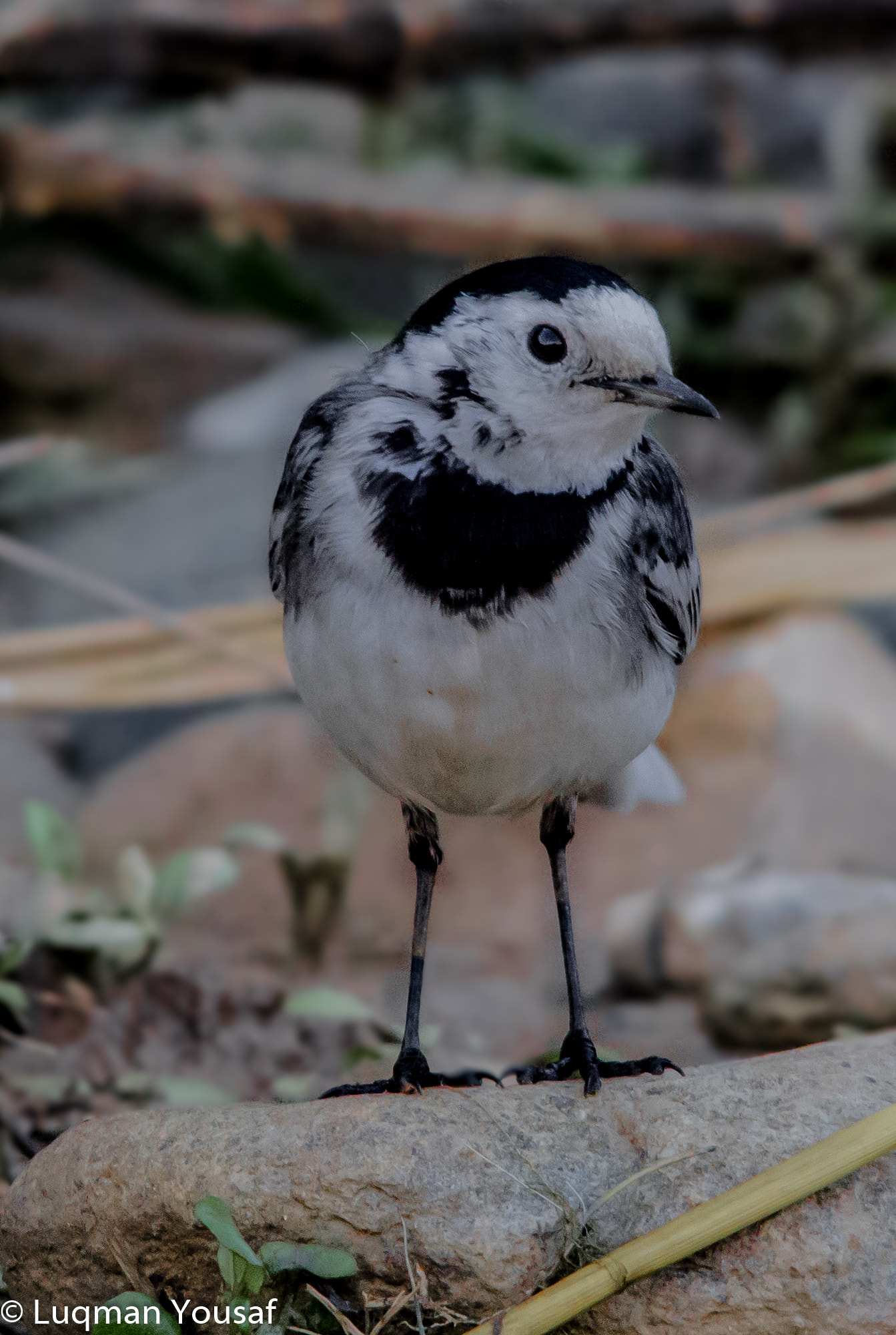 Sigma 150-500mm F5-6.3 DG OS HSM sample photo. White wigtail photography