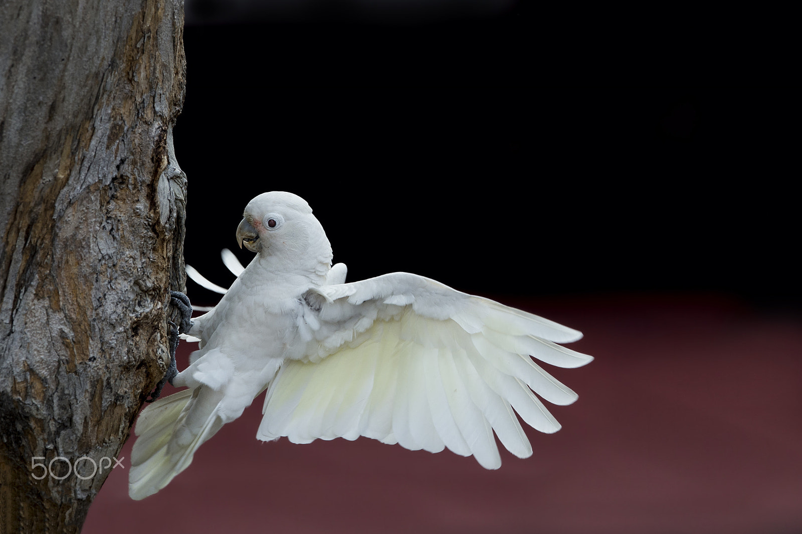 Nikon AF-S Nikkor 600mm F4E FL ED VR sample photo. Tanimbar corella photography