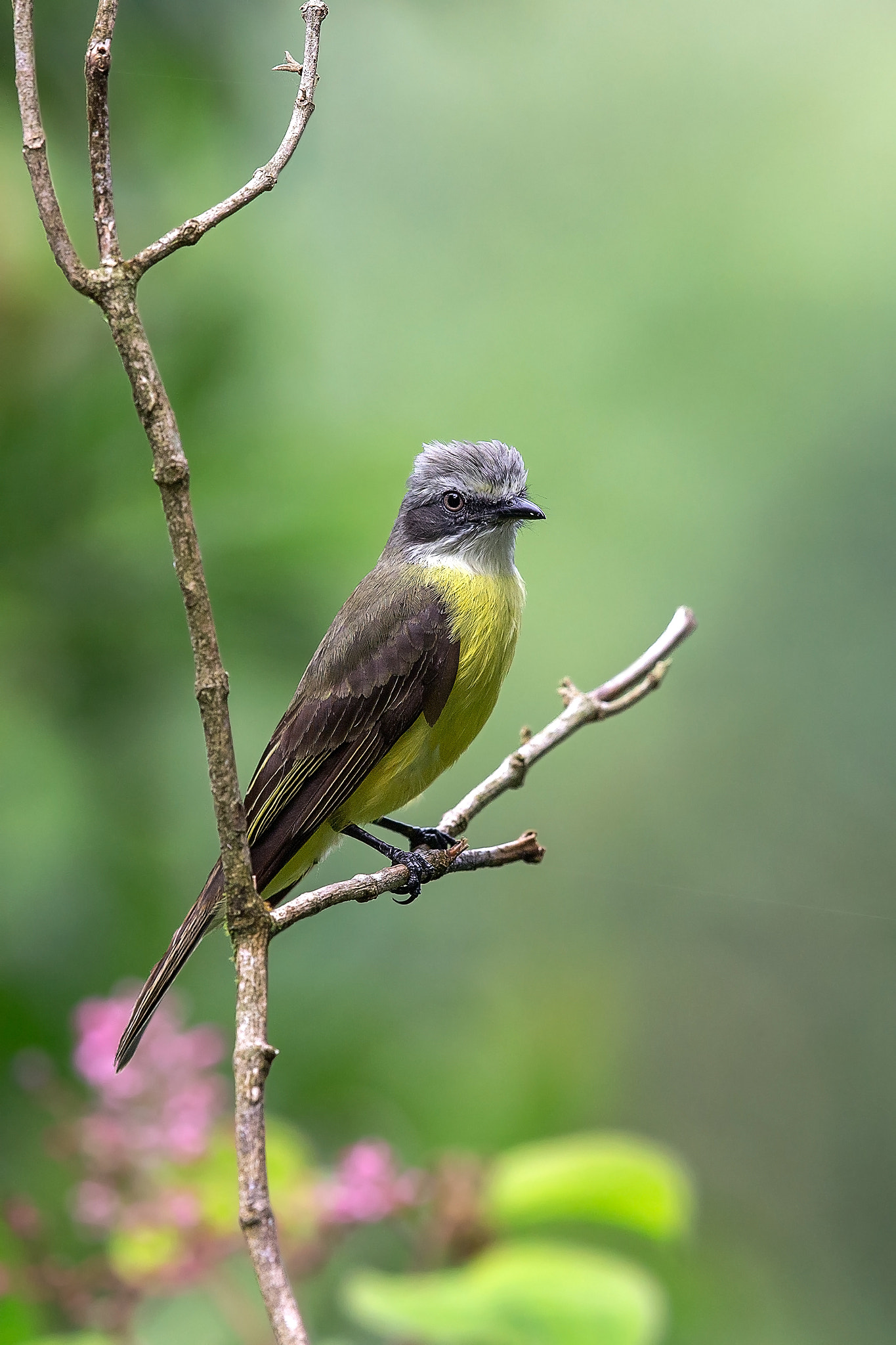 Canon EF 600mm F4L IS II USM sample photo. Grey-capped flycatcher photography