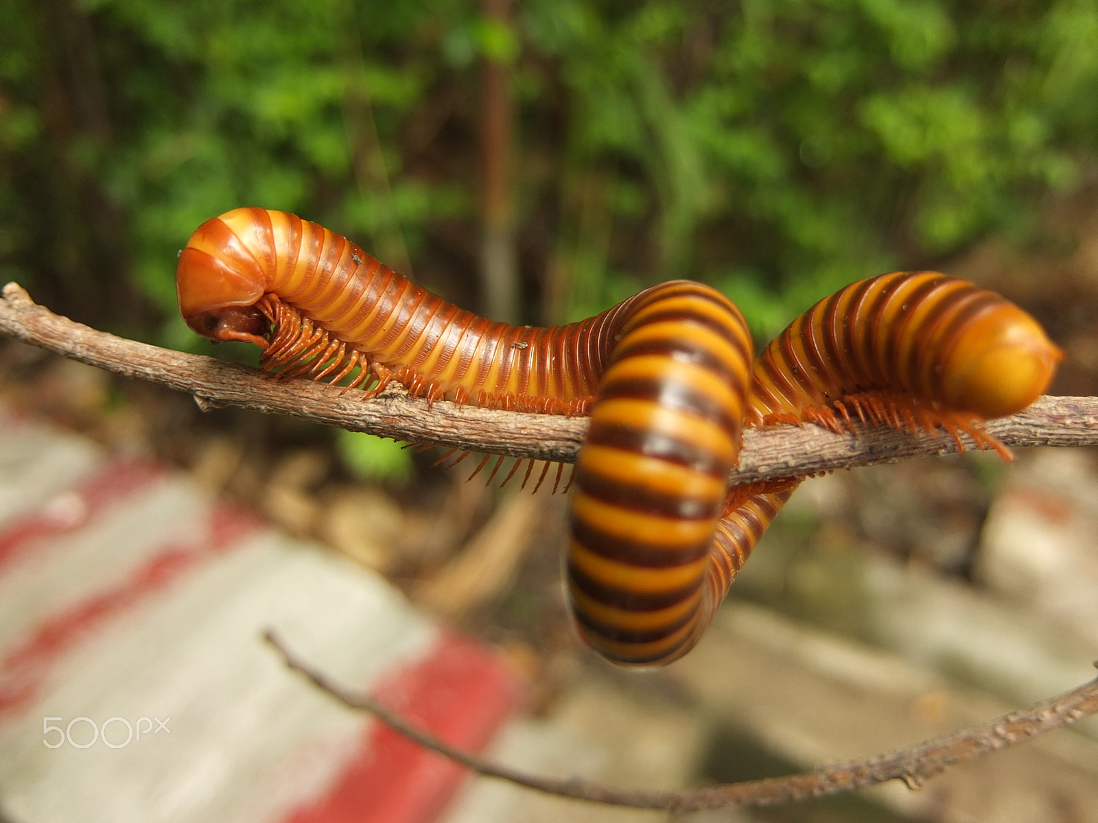 Fujifilm XF1 sample photo. Giant millipede ii photography