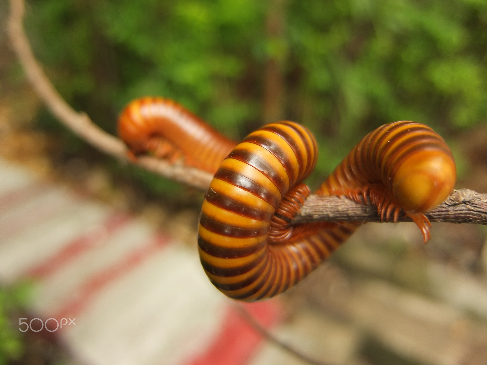 Fujifilm XF1 sample photo. Giant millipede i photography