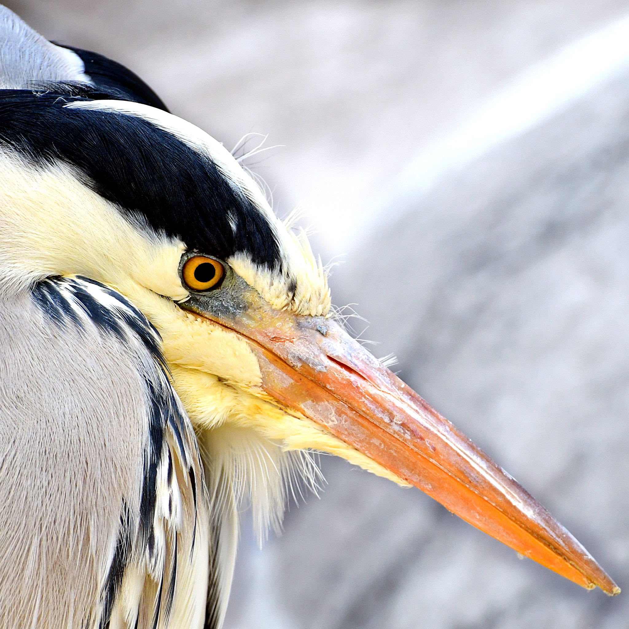 Nikon D500 sample photo. Bird photography