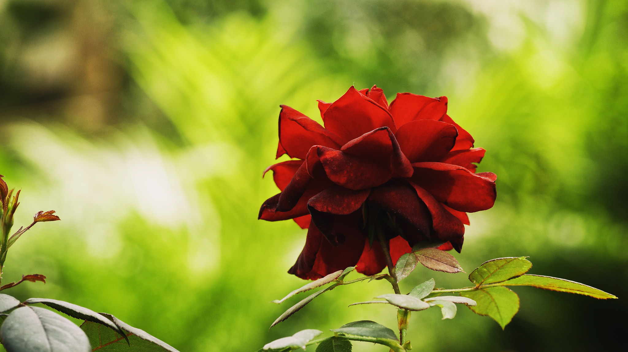 Sony SLT-A58 sample photo. Rose in green photography