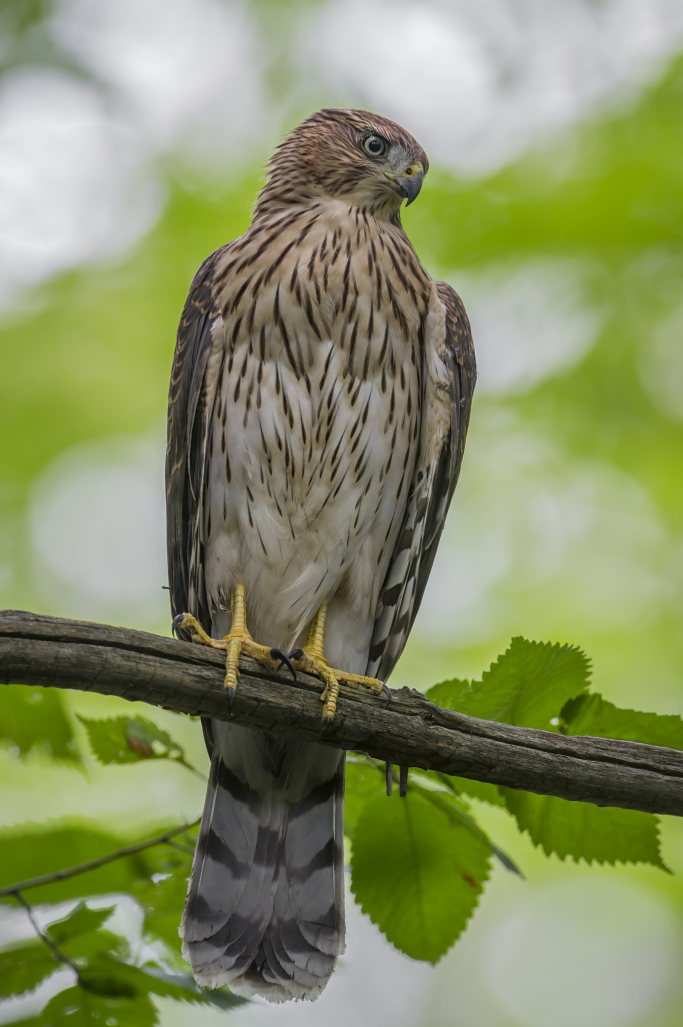 Nikon D3S + Nikon AF-S Nikkor 600mm F4G ED VR sample photo. Watching over... photography