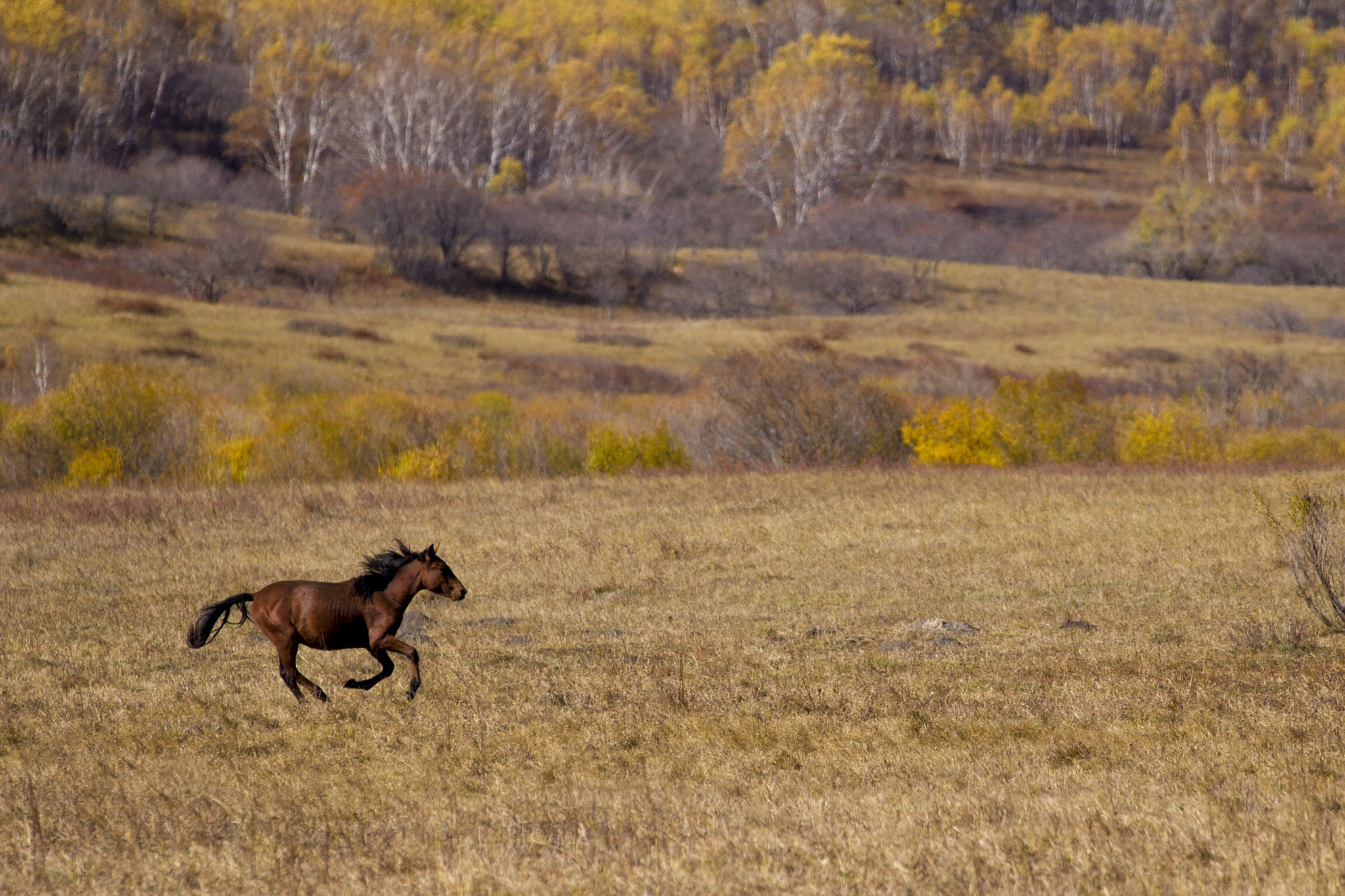 Sigma 70-200mm F2.8 EX DG OS HSM sample photo. Galloping horse photography