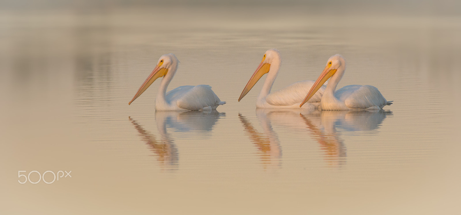 Nikon AF-S Nikkor 200-400mm F4G ED-IF VR sample photo. Sunrise swim photography