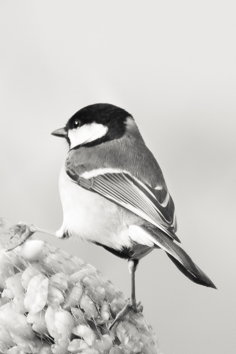 Canon EOS 6D + EF75-300mm f/4-5.6 sample photo. The great tit photography