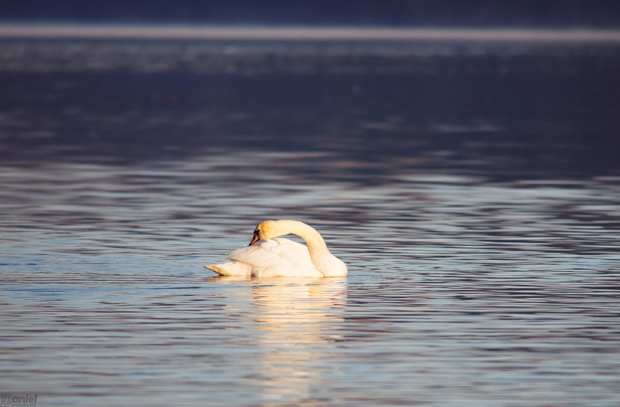 Nikon D800 + AF Nikkor 300mm f/4 IF-ED sample photo. Waking up photography