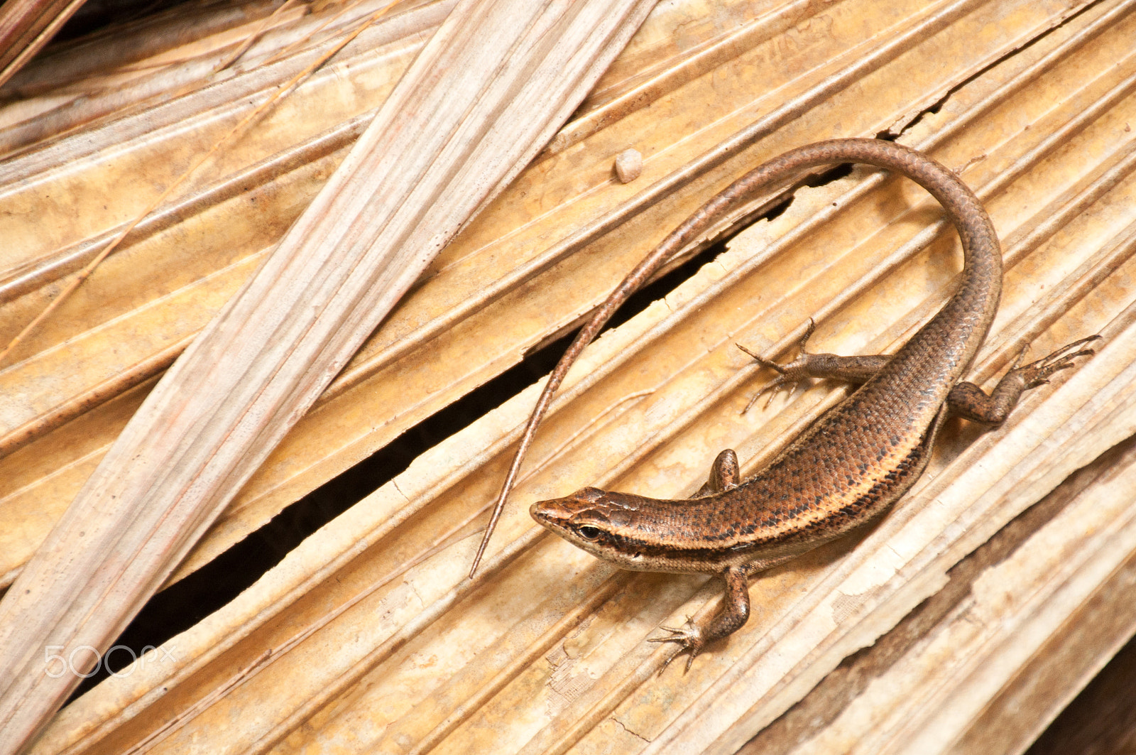 Nikon D5000 sample photo. Lizard fits in a palm photography