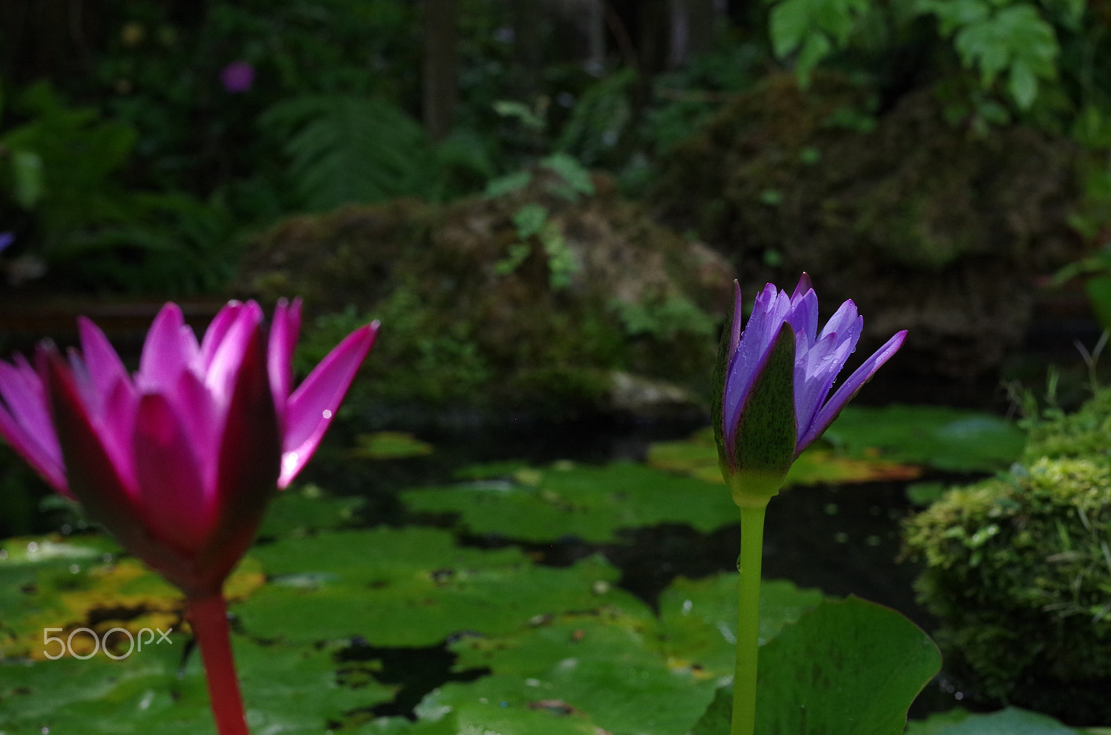 Pentax K-30 sample photo. Pink and purple flowers with water lilies photography