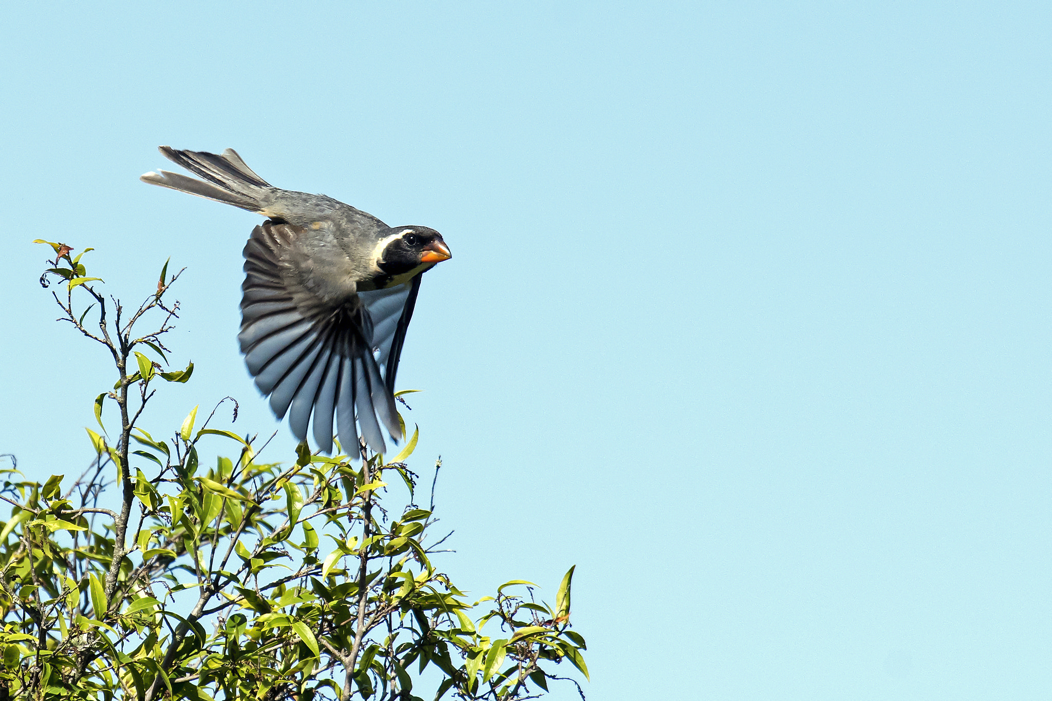 Nikon Nikkor AF-S 300mm F4E PF ED VR sample photo. Golden-billed saltator photography