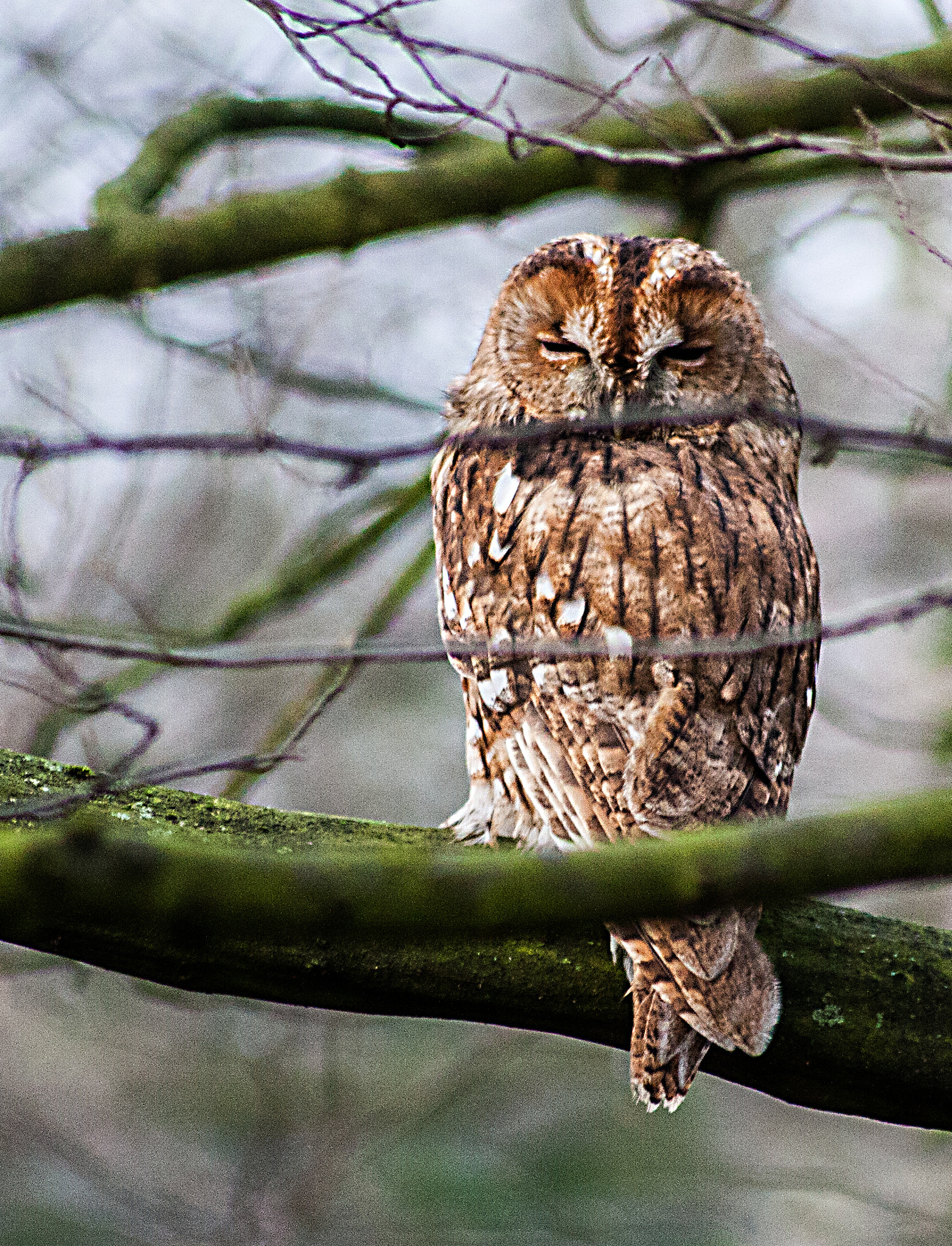 Canon EOS 450D (EOS Rebel XSi / EOS Kiss X2) sample photo. Tawny owl photography