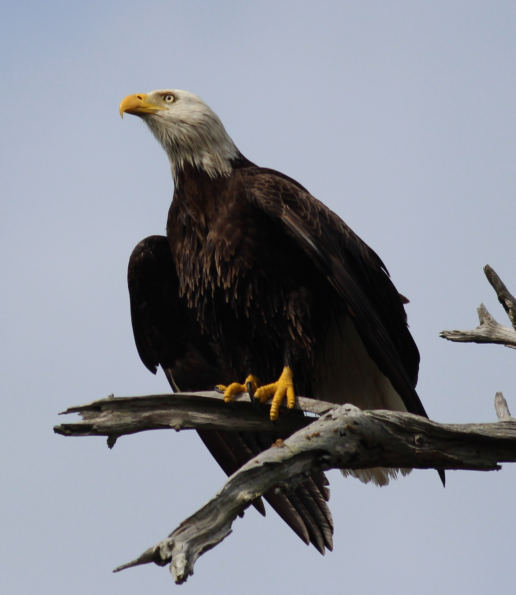 Canon EOS 600D (Rebel EOS T3i / EOS Kiss X5) + Canon EF 400mm F5.6L USM sample photo. Go eagles photography