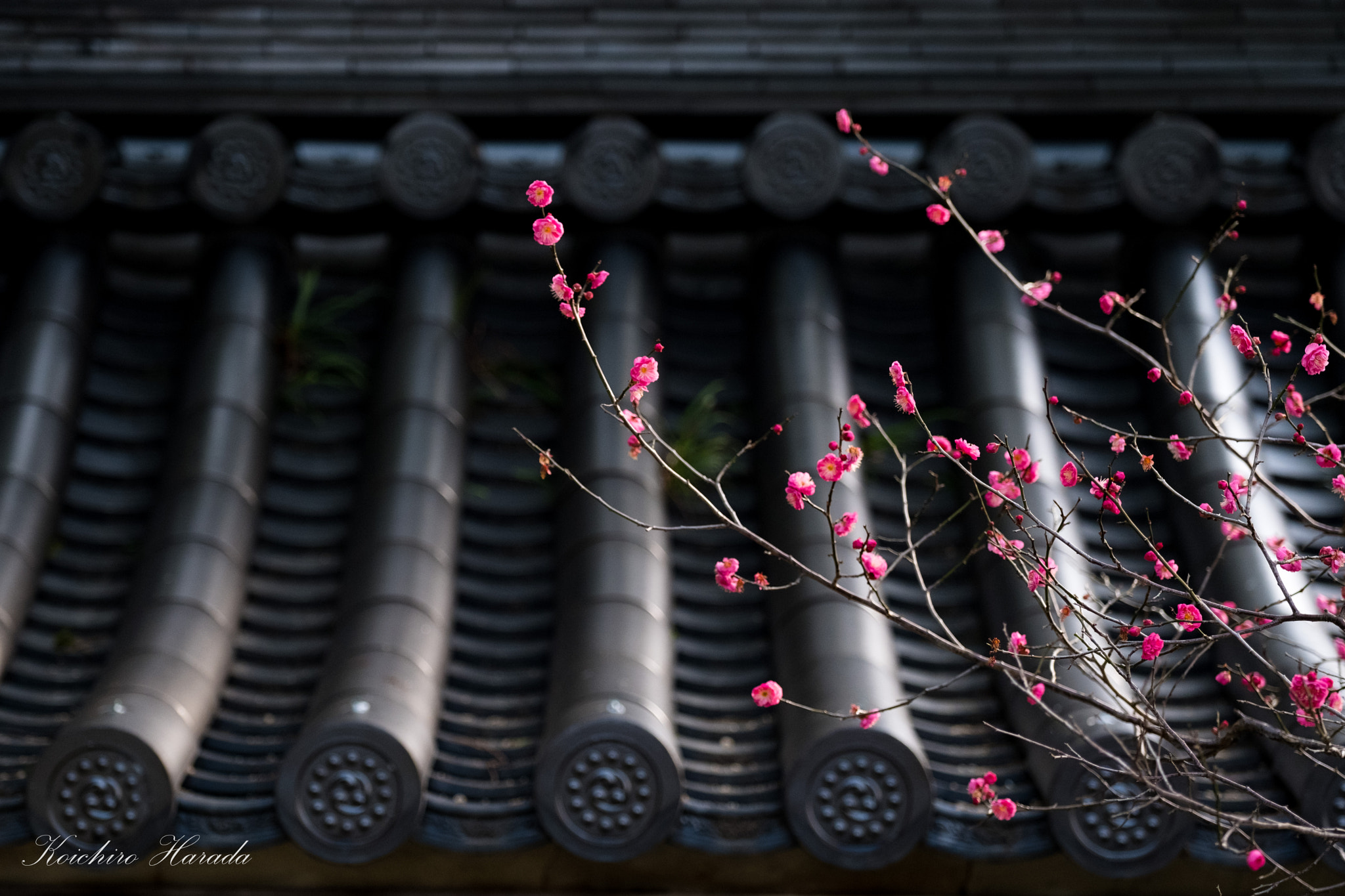 Fujifilm X-Pro2 + Fujifilm XF 50-140mm F2.8 R LM OIS WR sample photo. 梅の花 photography