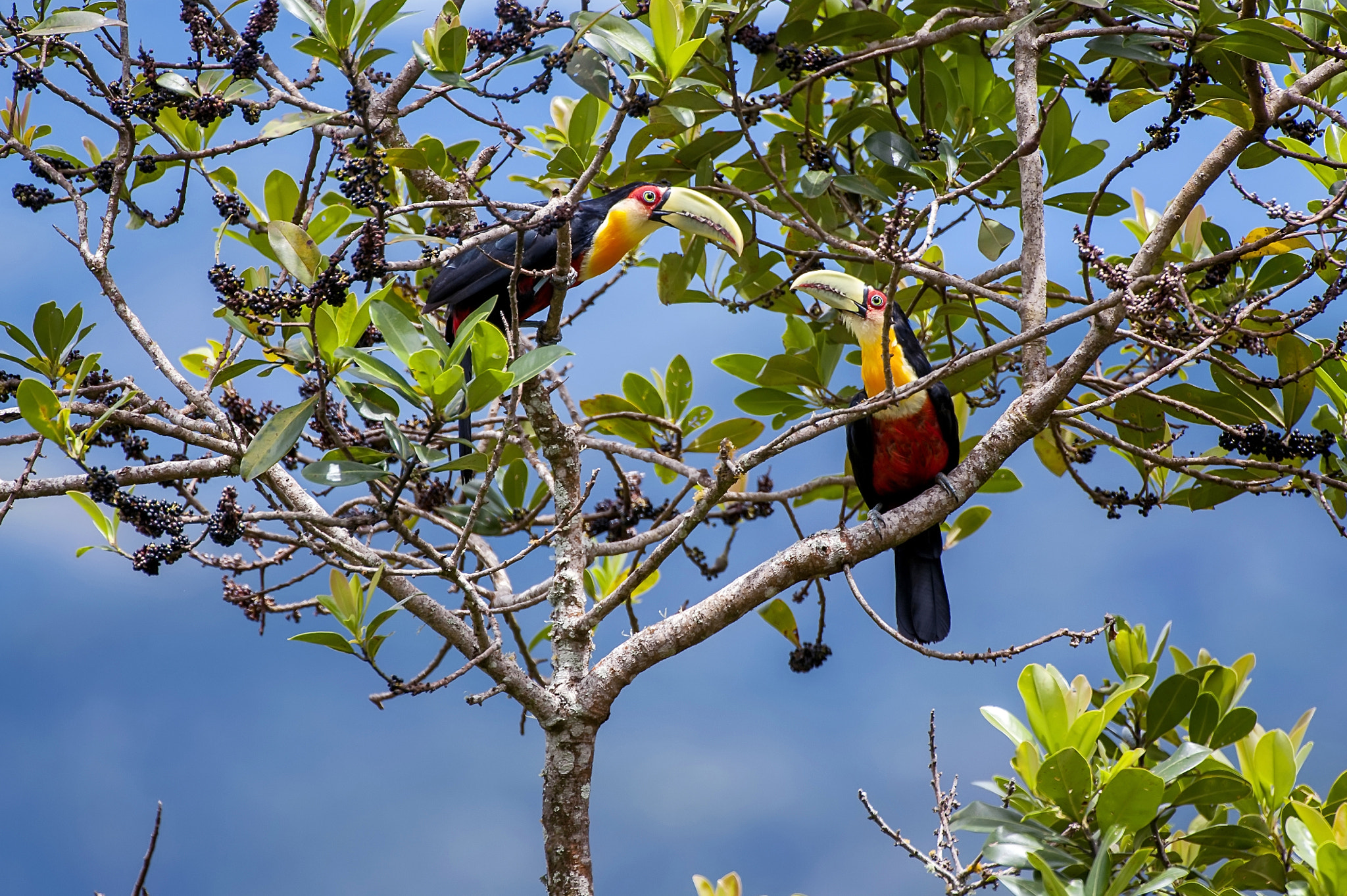 Nikon D700 sample photo. Green-billed toucan photography