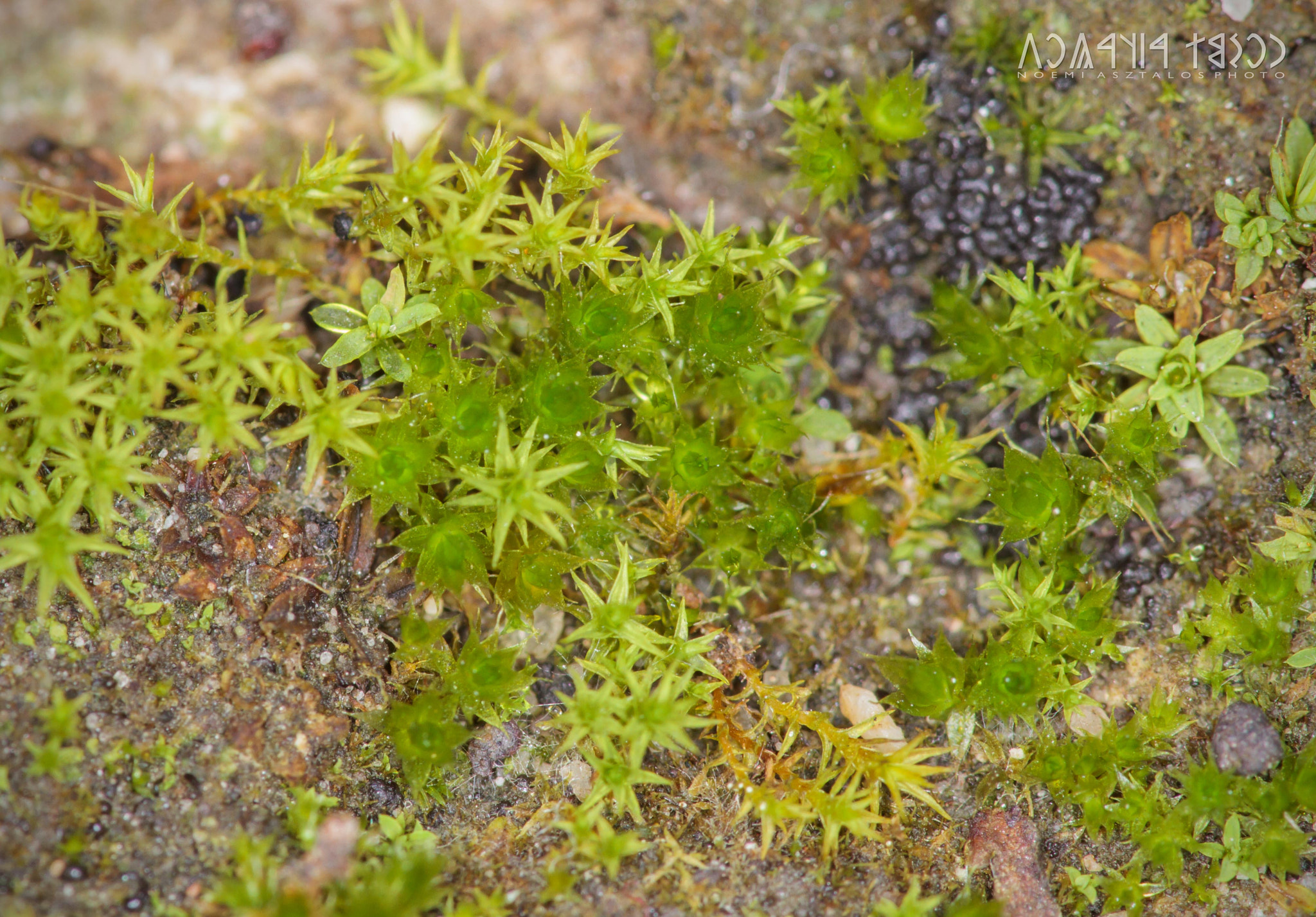Canon EF 180mm F3.5L Macro USM sample photo. Green stars photography