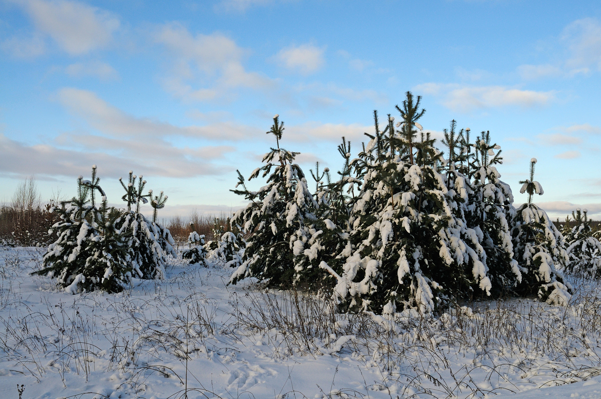 Nikon D300S + Nikon AF Nikkor 24mm F2.8D sample photo. Winter day photography