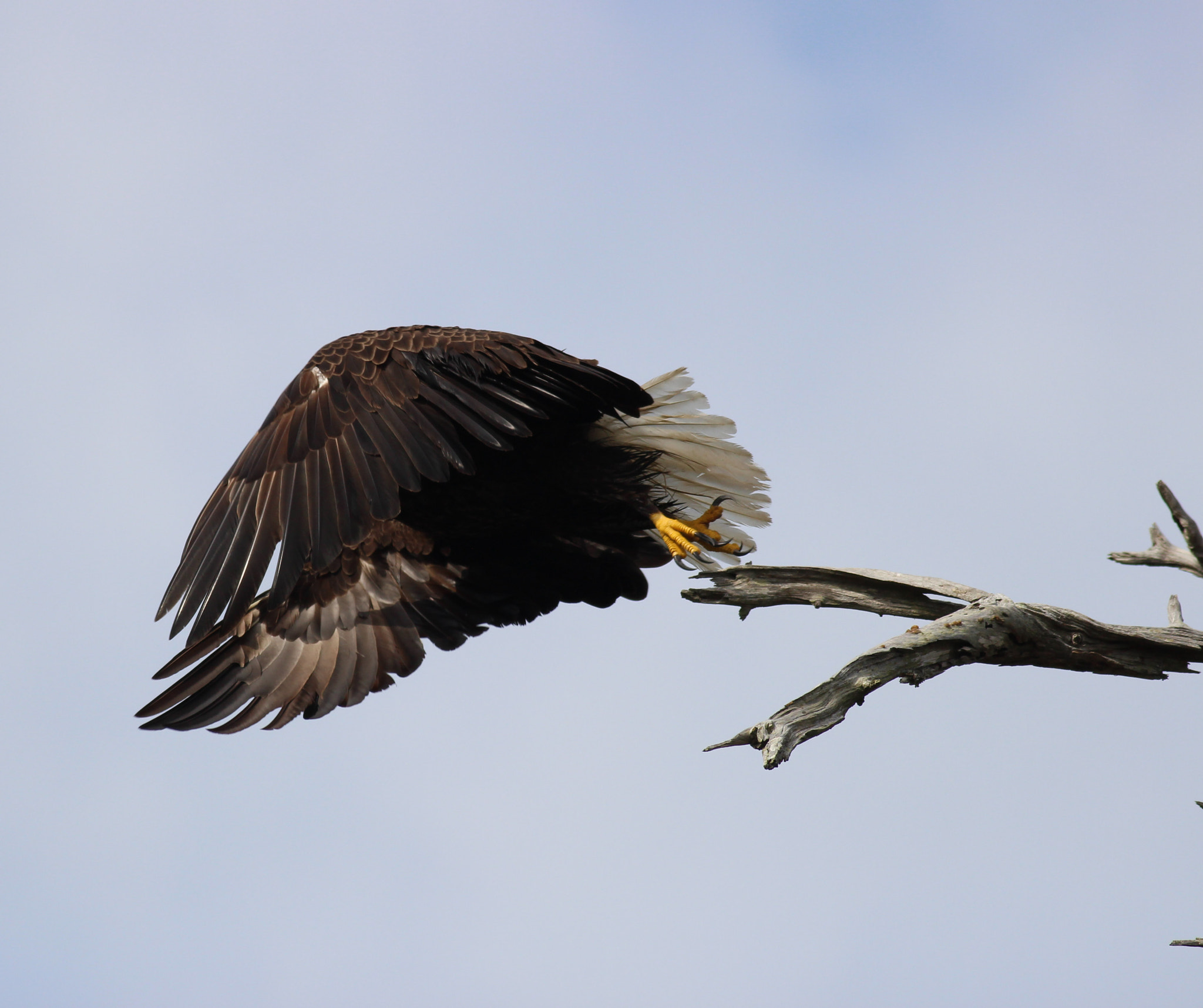 Canon EOS 600D (Rebel EOS T3i / EOS Kiss X5) + Canon EF 400mm F5.6L USM sample photo. Eagles leap photography