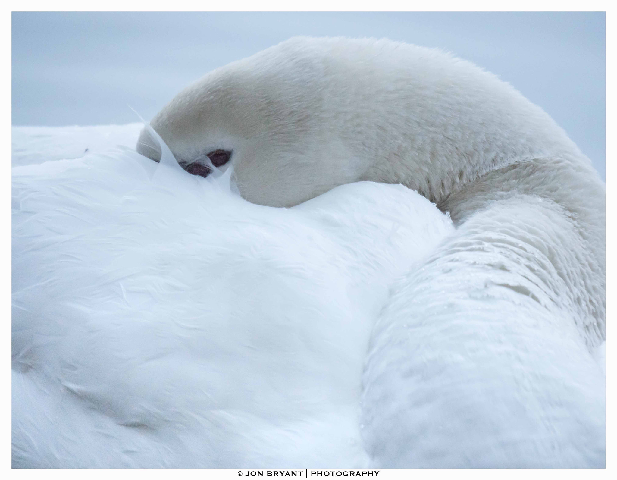 Panasonic Lumix DMC-GH4 + LEICA DG 100-400/F4.0-6.3 sample photo. Staying warm photography