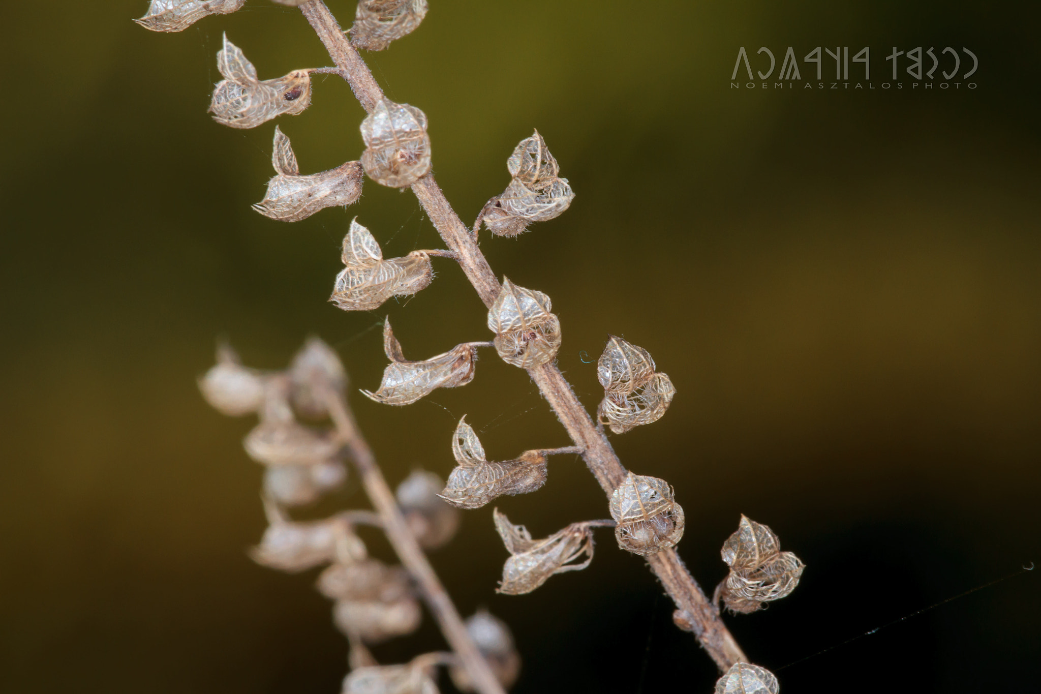 Canon EF 180mm F3.5L Macro USM sample photo. Dry flowers photography