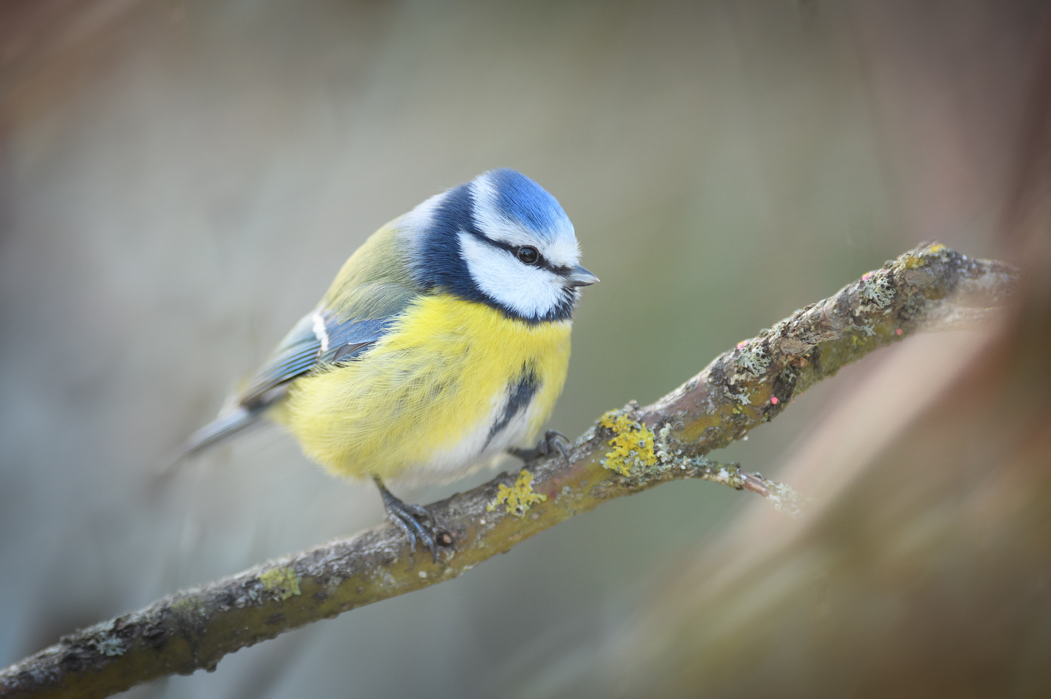 Nikon AF-S Nikkor 300mm F2.8G ED VR II sample photo. Blue bird photography