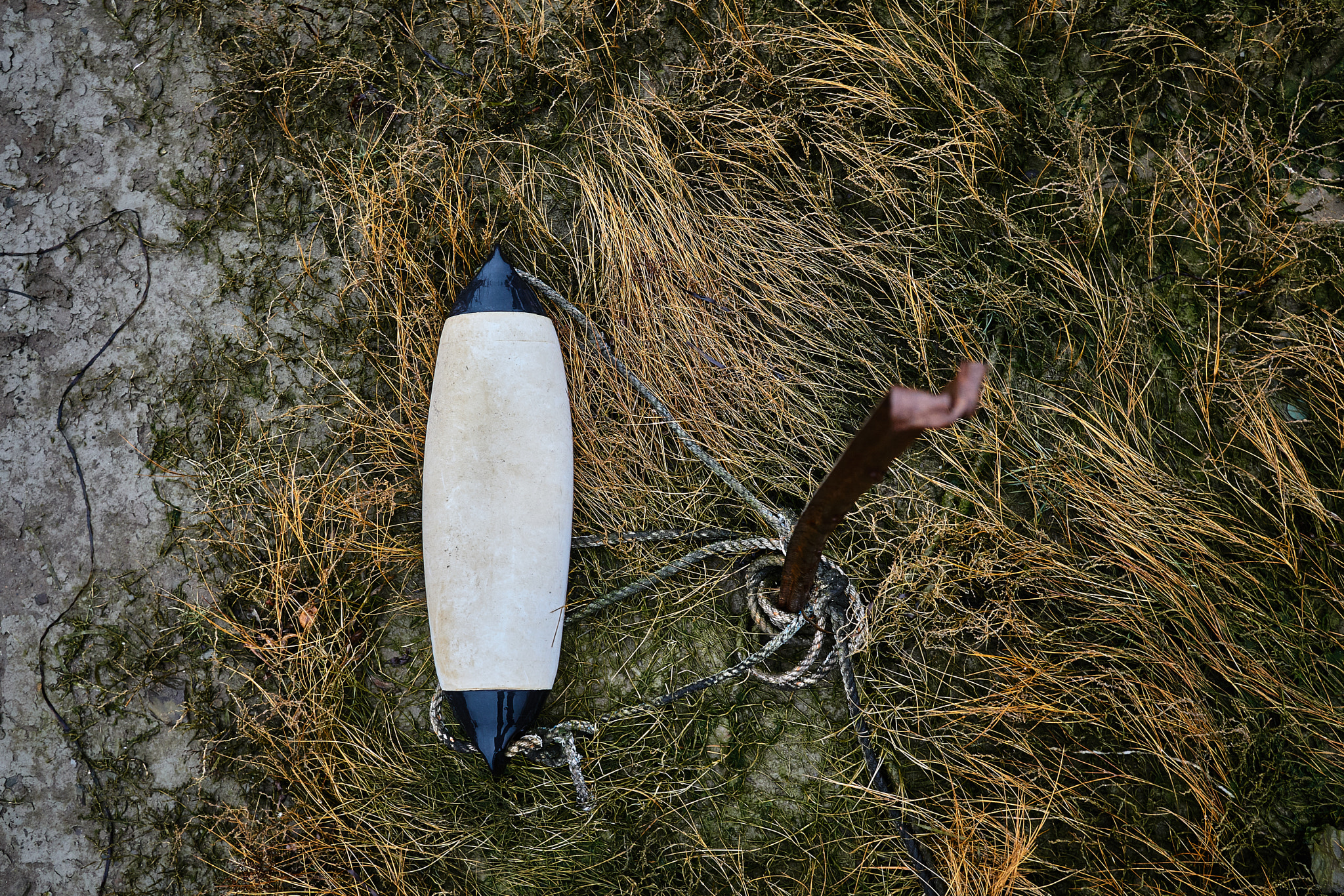 Sigma 19mm F2.8 EX DN sample photo. Bouy photography