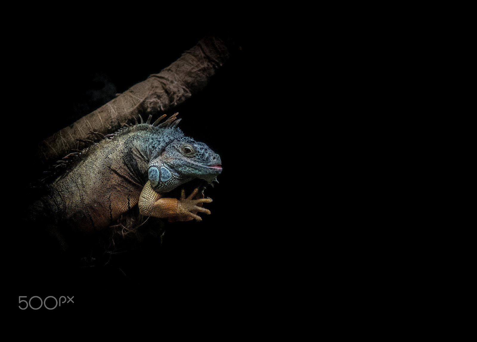 Sony a7R II + Sony Sonnar T* FE 35mm F2.8 ZA sample photo. Lizard photography