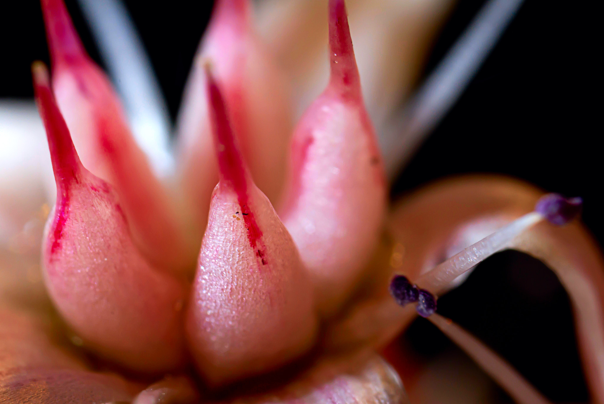 Canon MP-E 65mm F2.5 1-5x Macro Photo sample photo. Flor photography