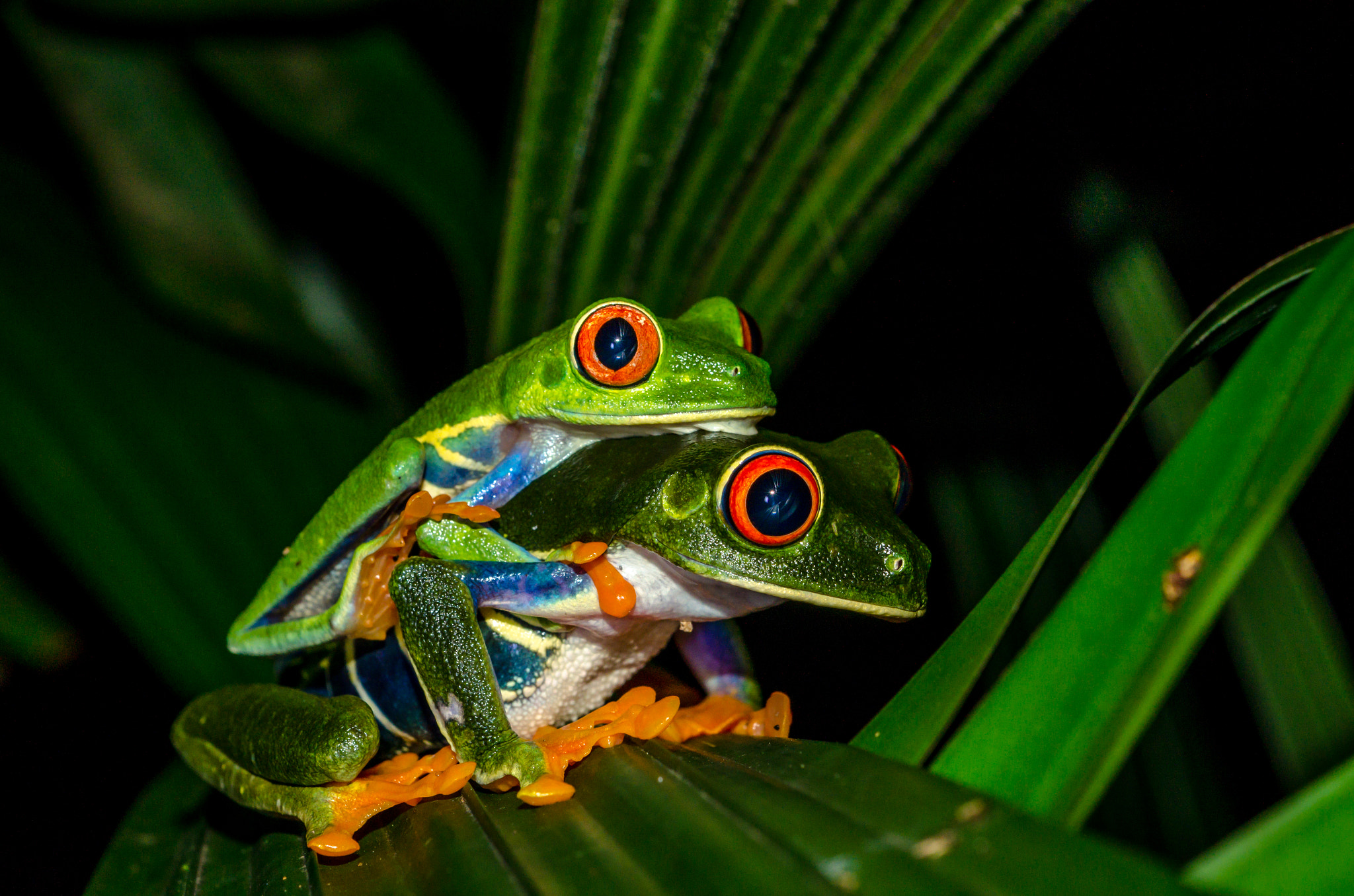 AF Micro-Nikkor 60mm f/2.8 sample photo. Intimate frogs photography