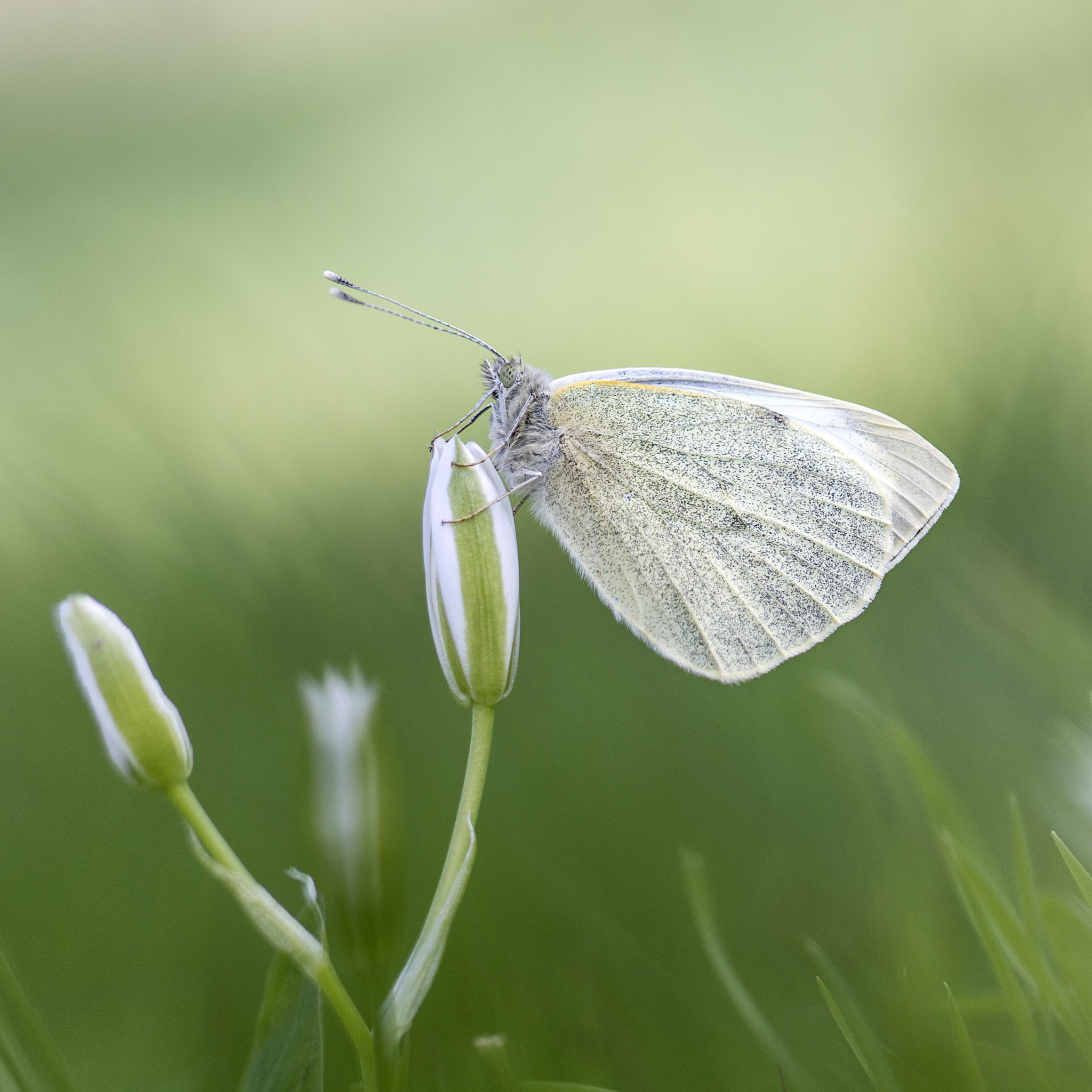 Canon EF 100mm F2.8 Macro USM sample photo. Pieris brasicae photography