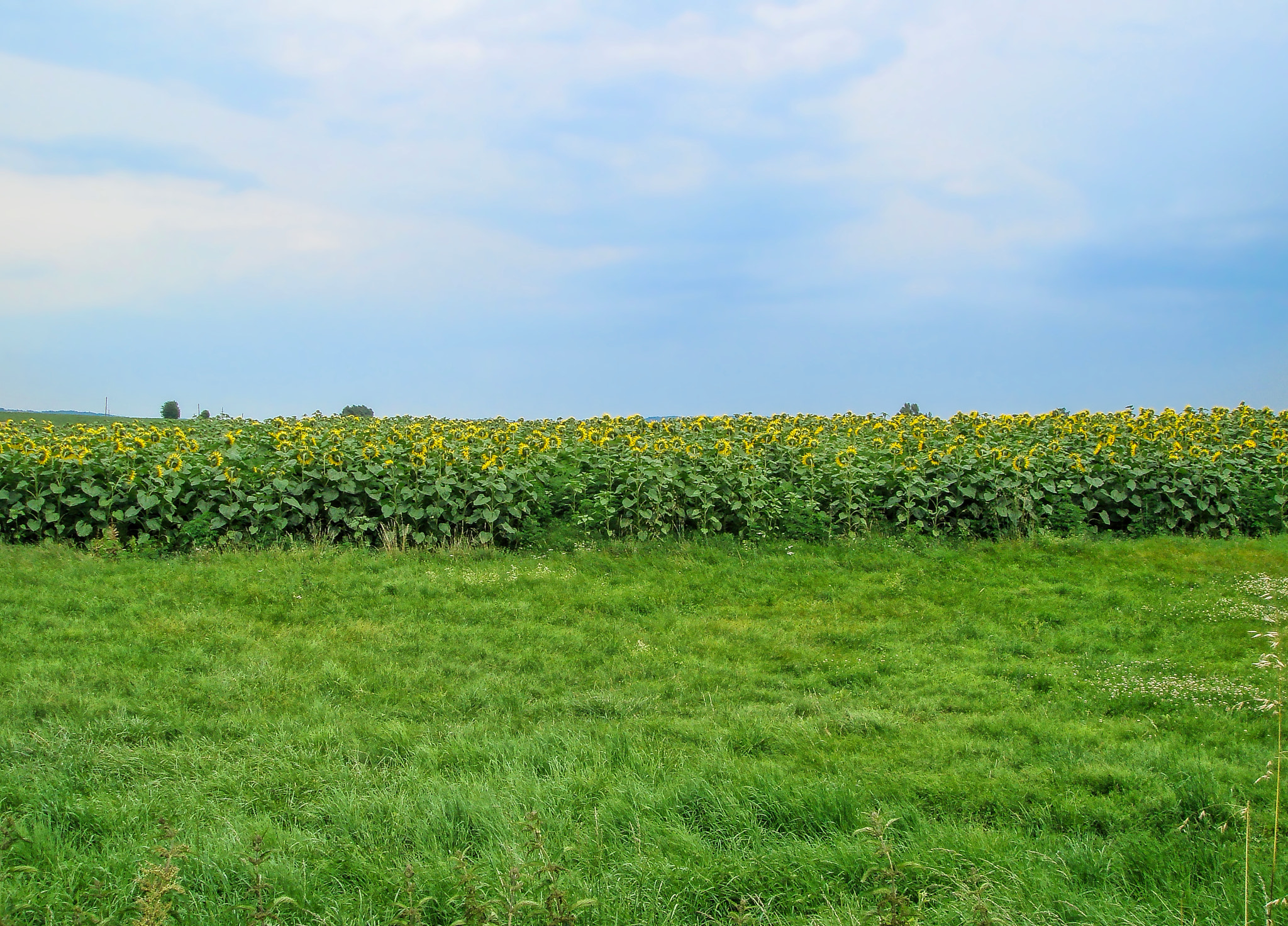 Sony DSC-T50 sample photo. L'armée des tournesols photography