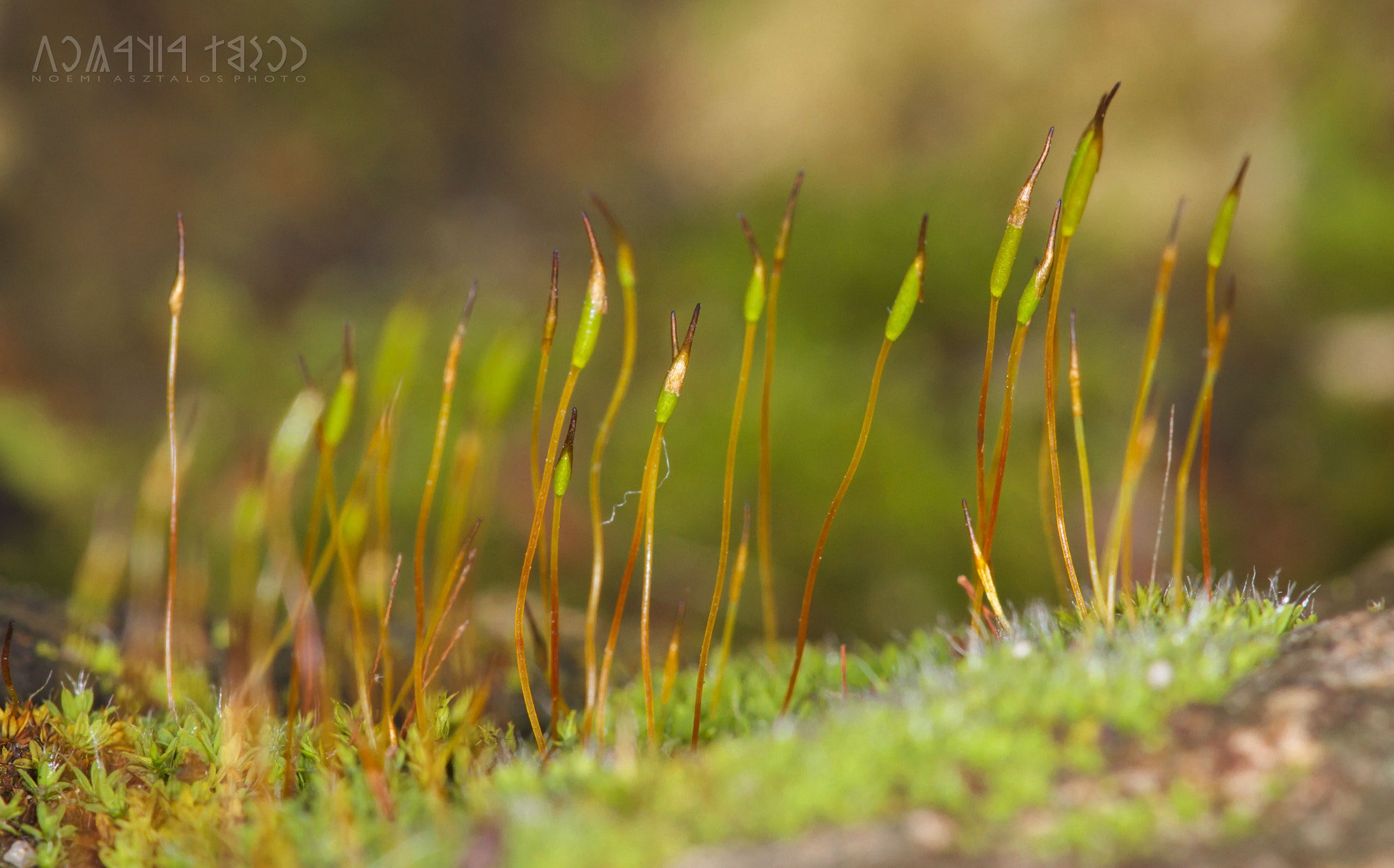 Canon EF 180mm F3.5L Macro USM sample photo. More moss flowers photography