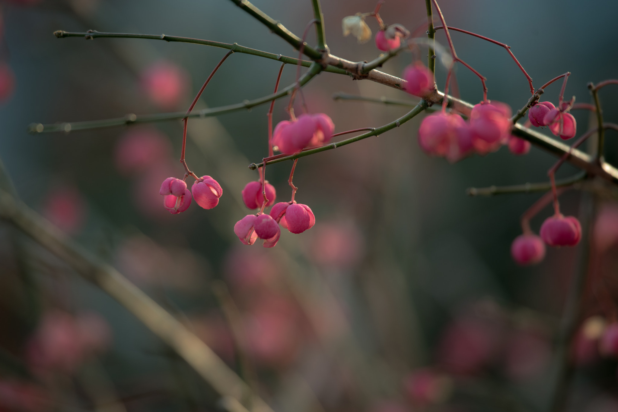 Nikon Nikkor AF-S 300mm F4E PF ED VR sample photo. Something's tree photography
