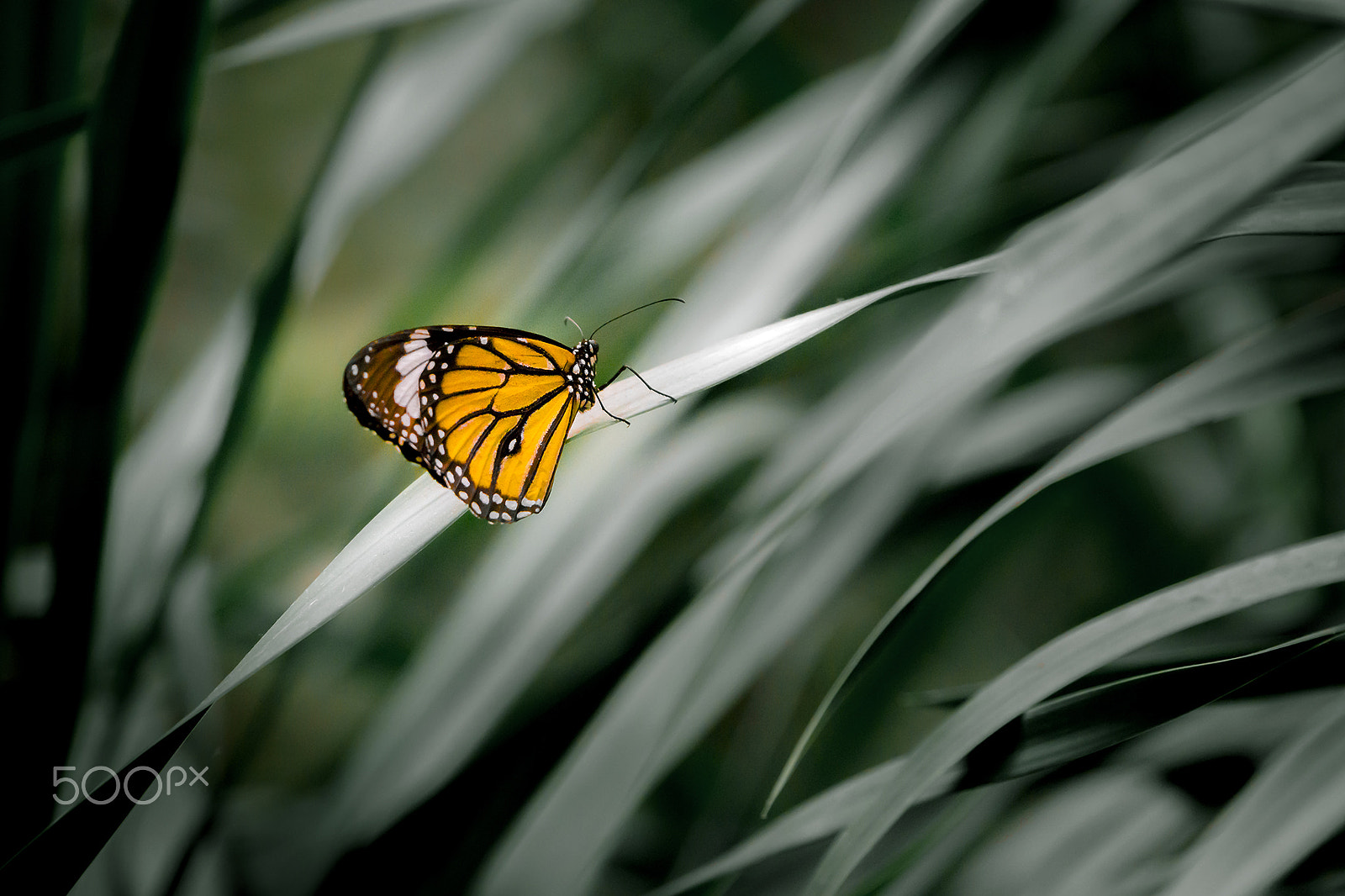 Sony E 18-200mm F3.5-6.3 OSS sample photo. Butterfly photography